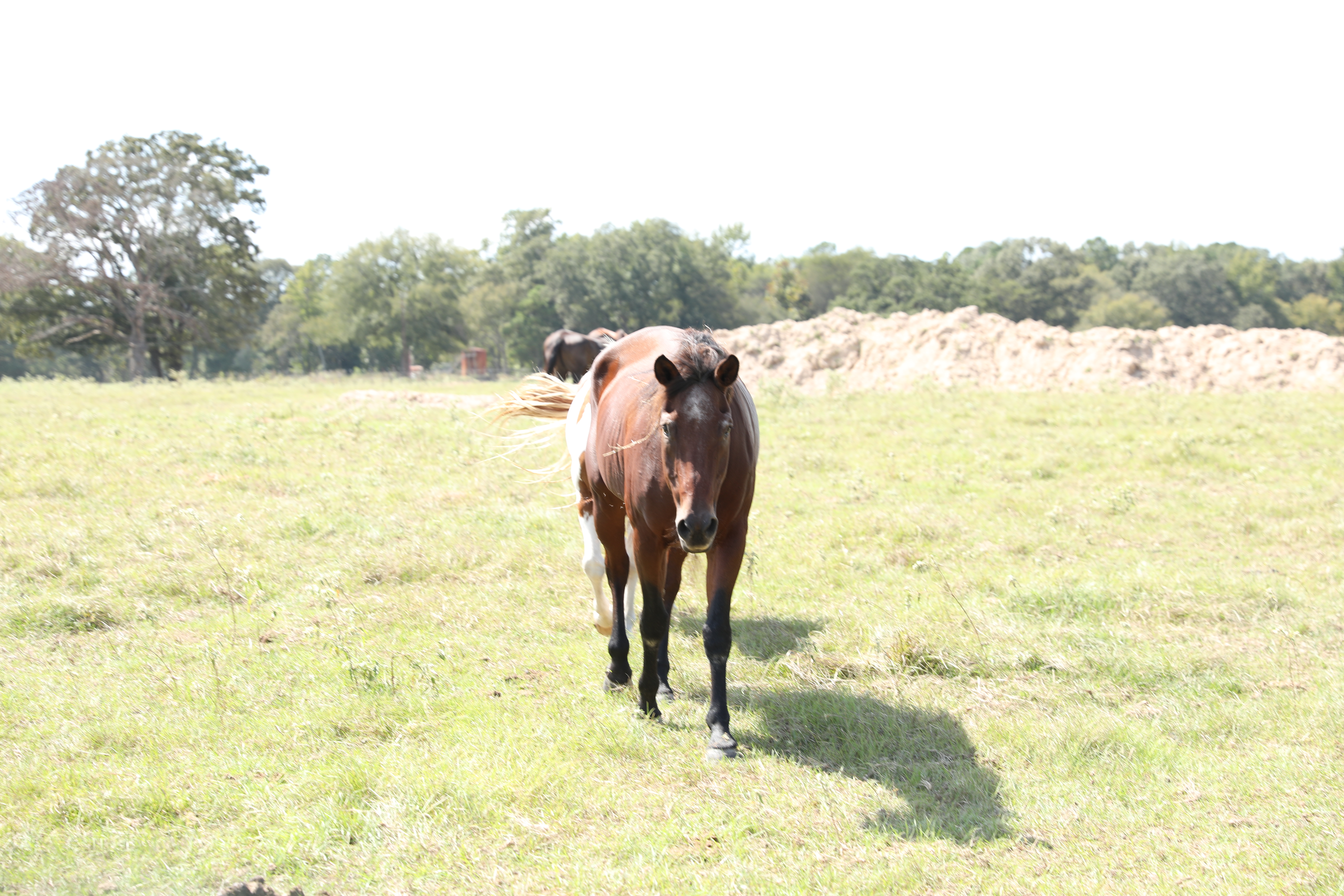 auto draft auto draft