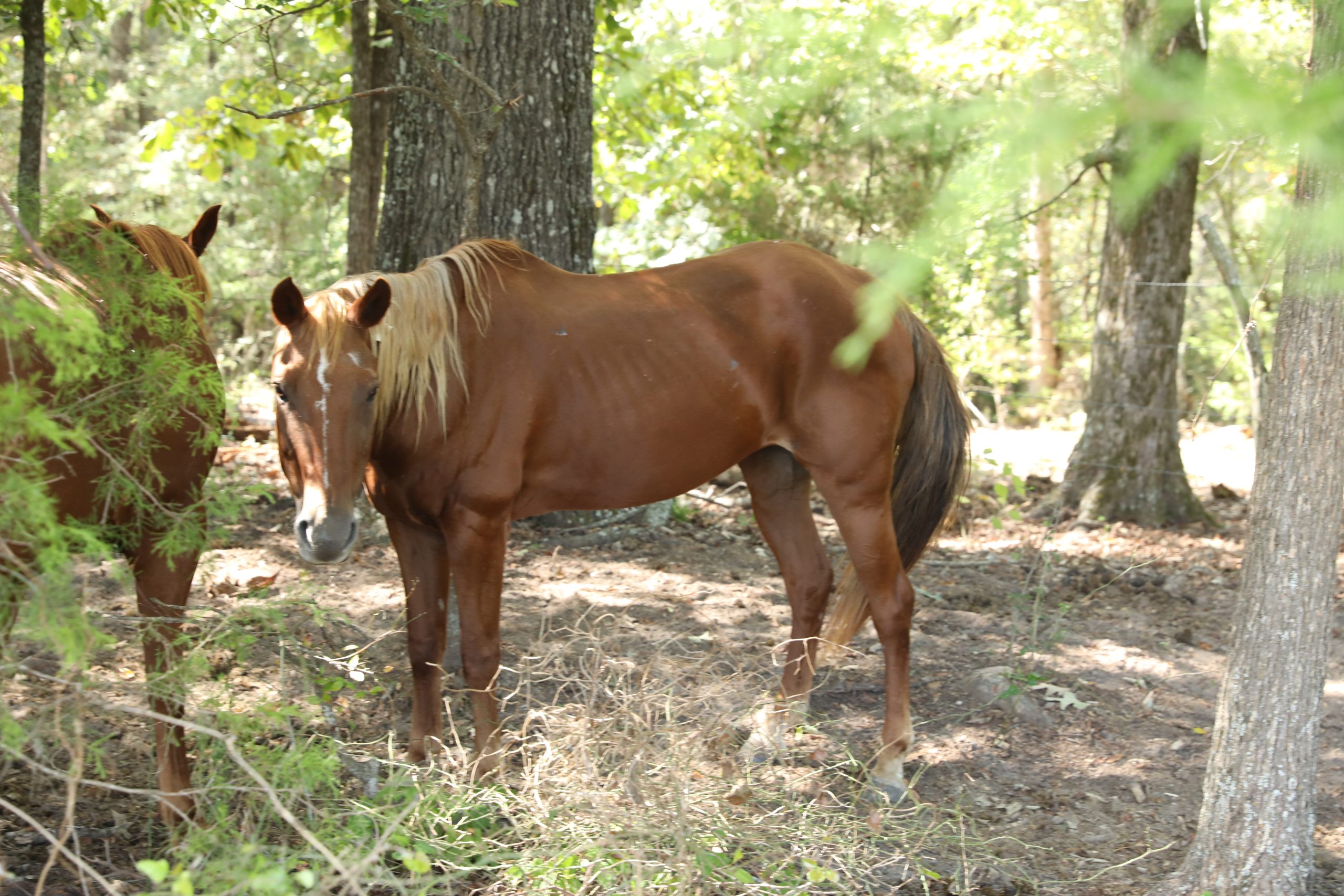 auto draft auto draft