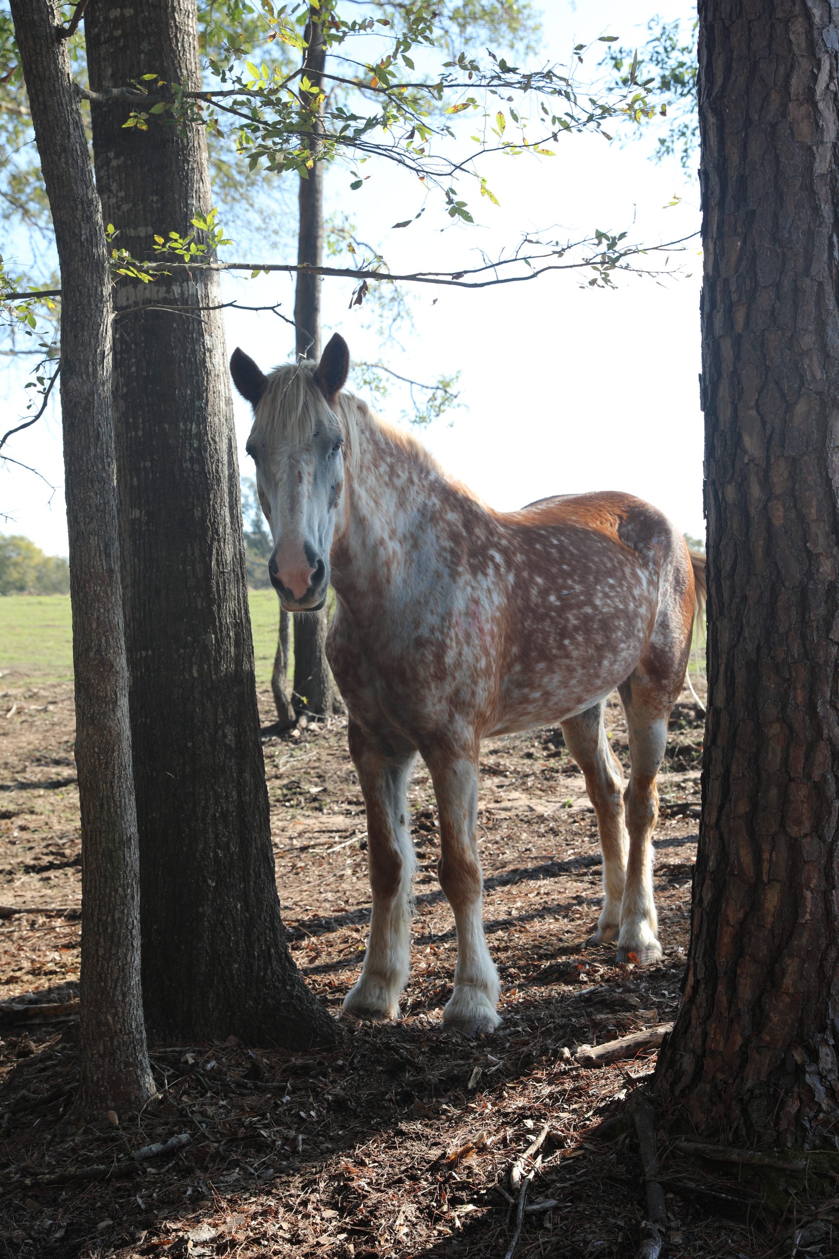 champ (copy) champ (copy)