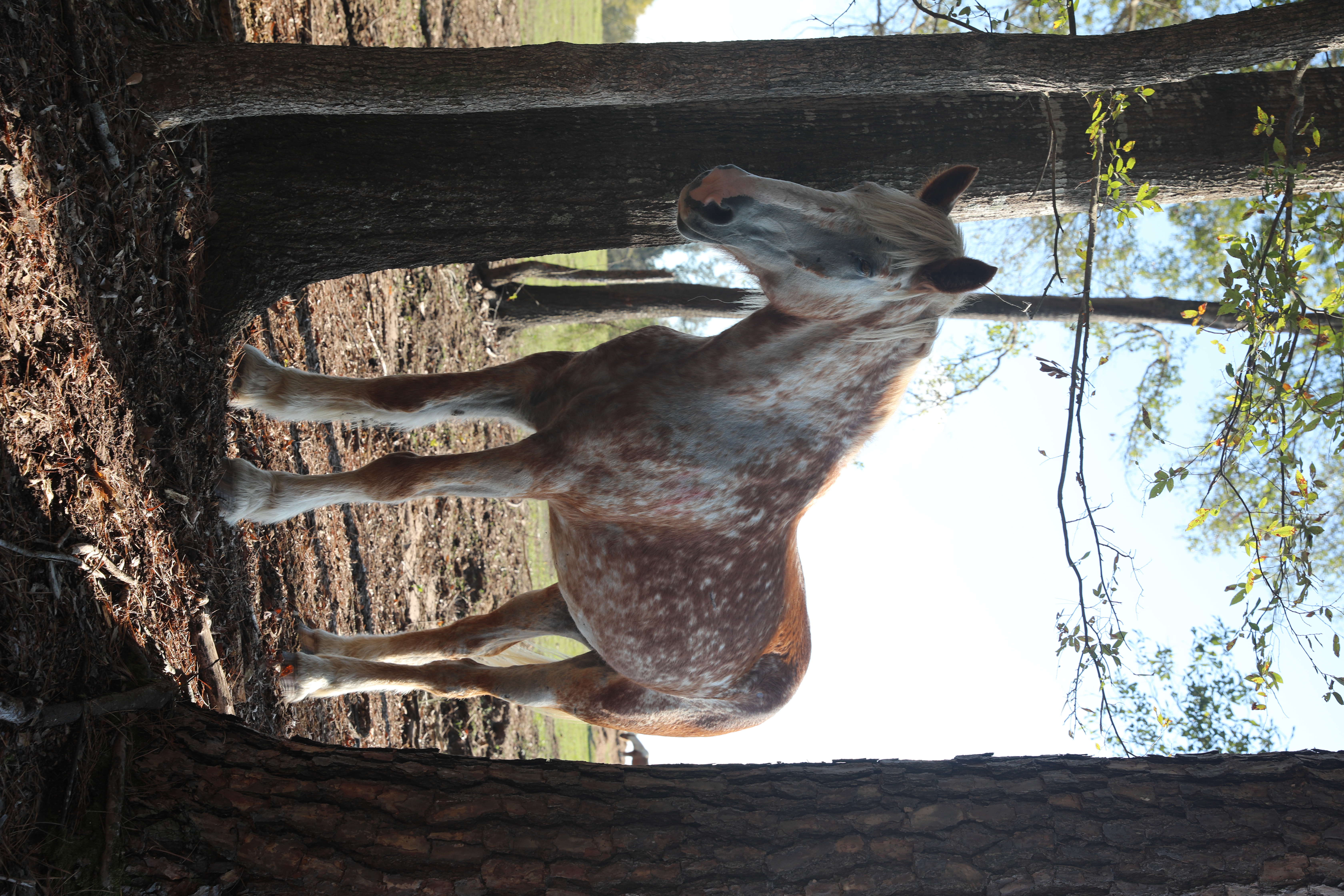 champ (copy) champ (copy)