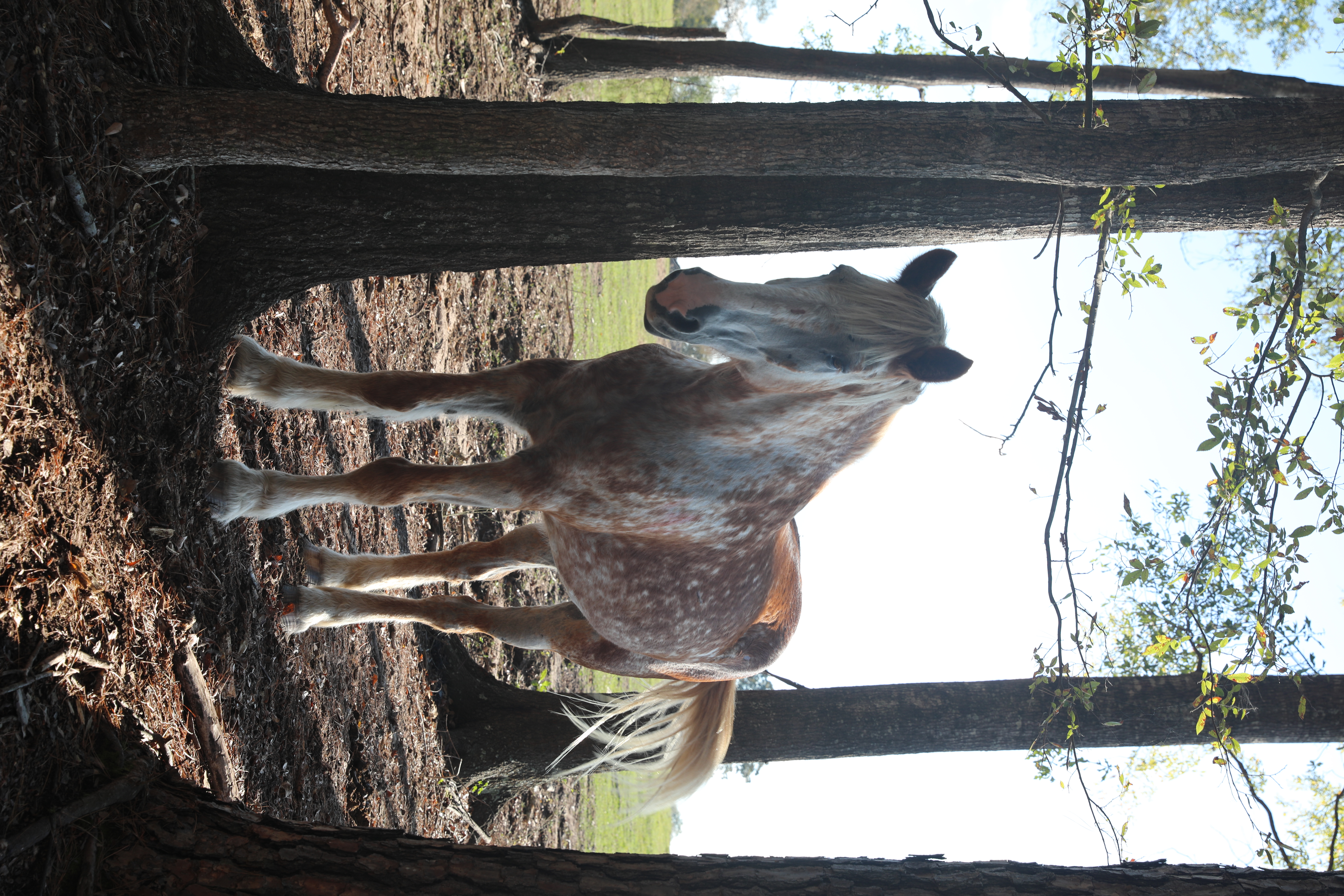 champ (copy) champ (copy)