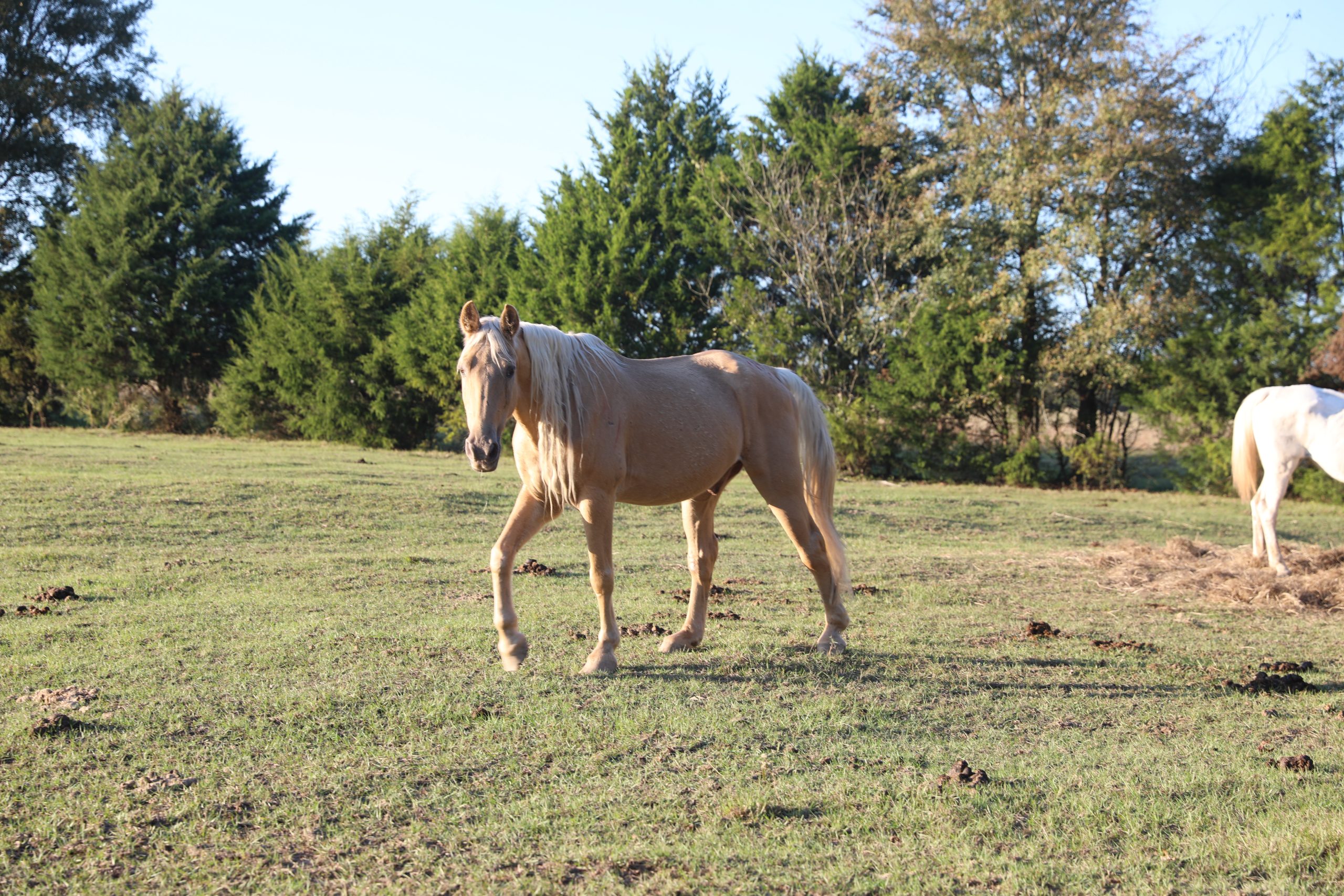 teddy (copy) teddy (copy)