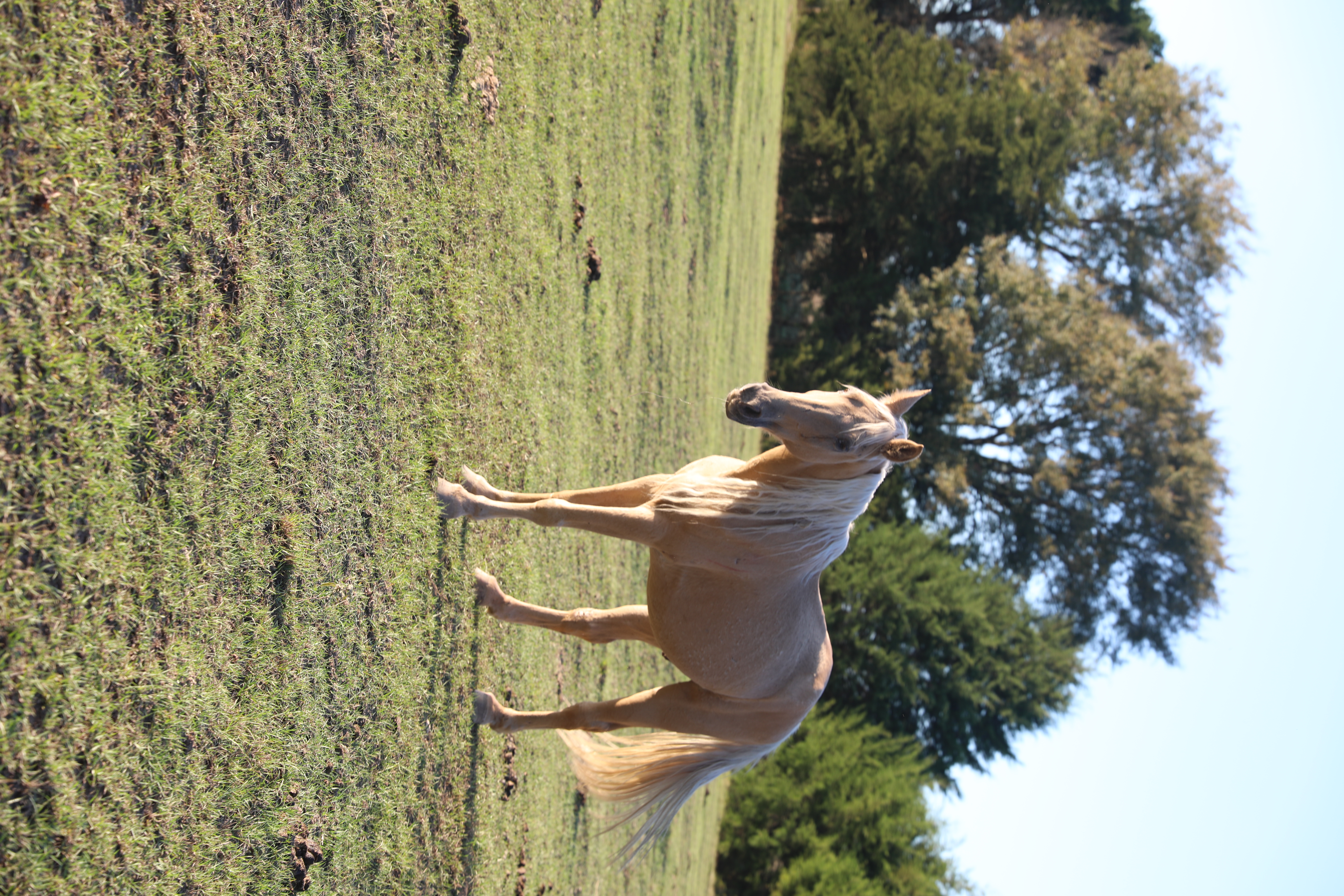 teddy (copy) teddy (copy)