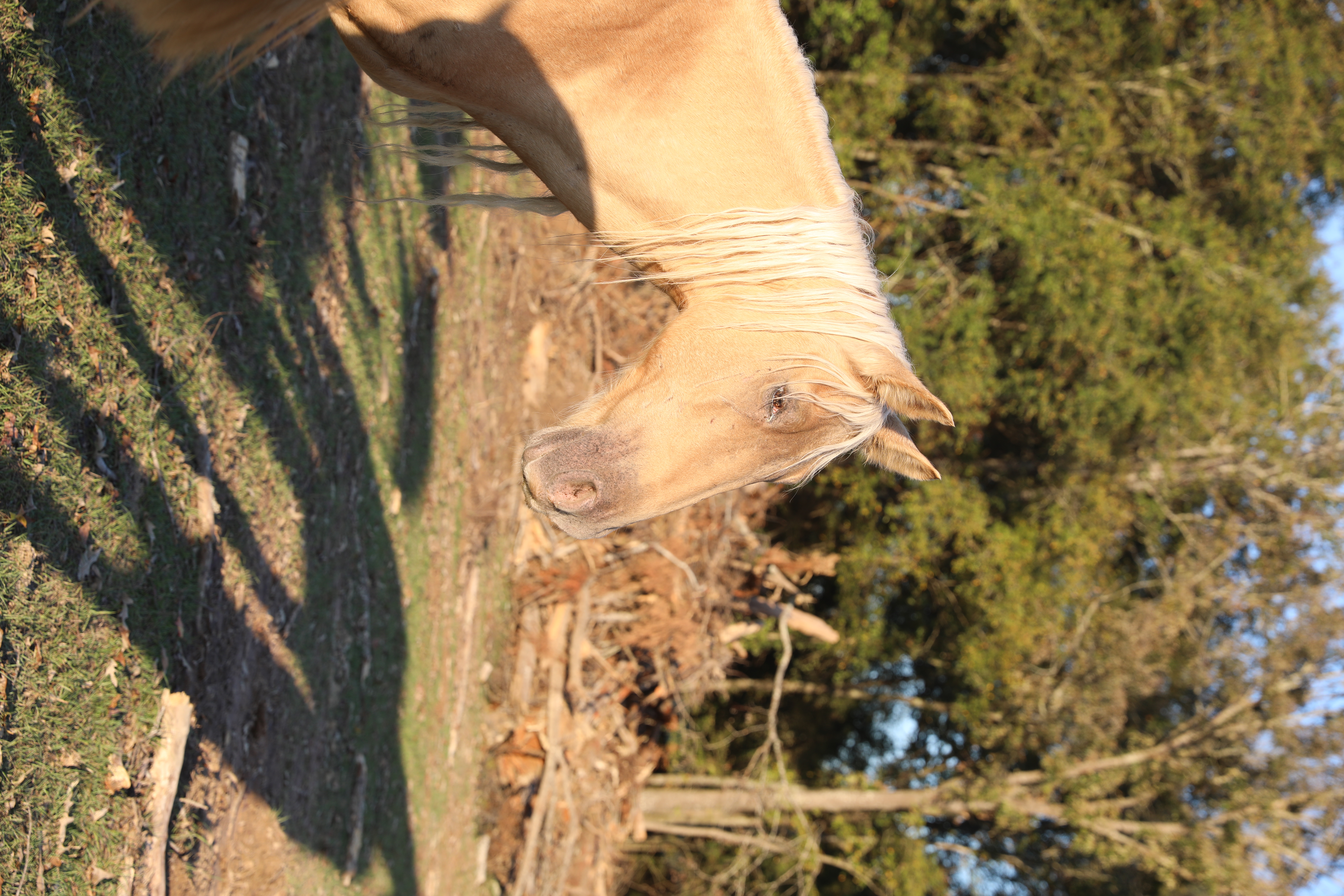 teddy (copy) teddy (copy)