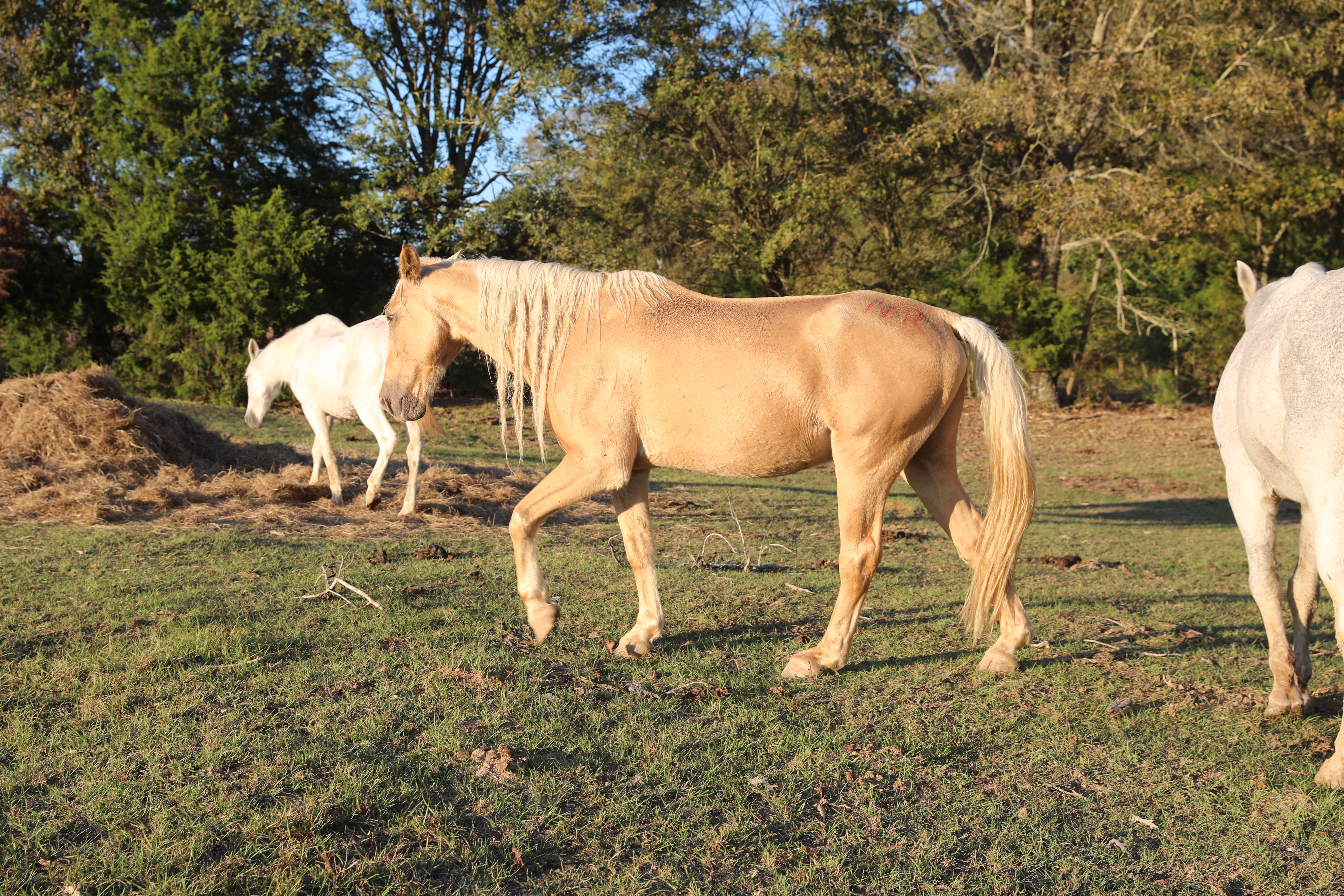 teddy (copy) teddy (copy)