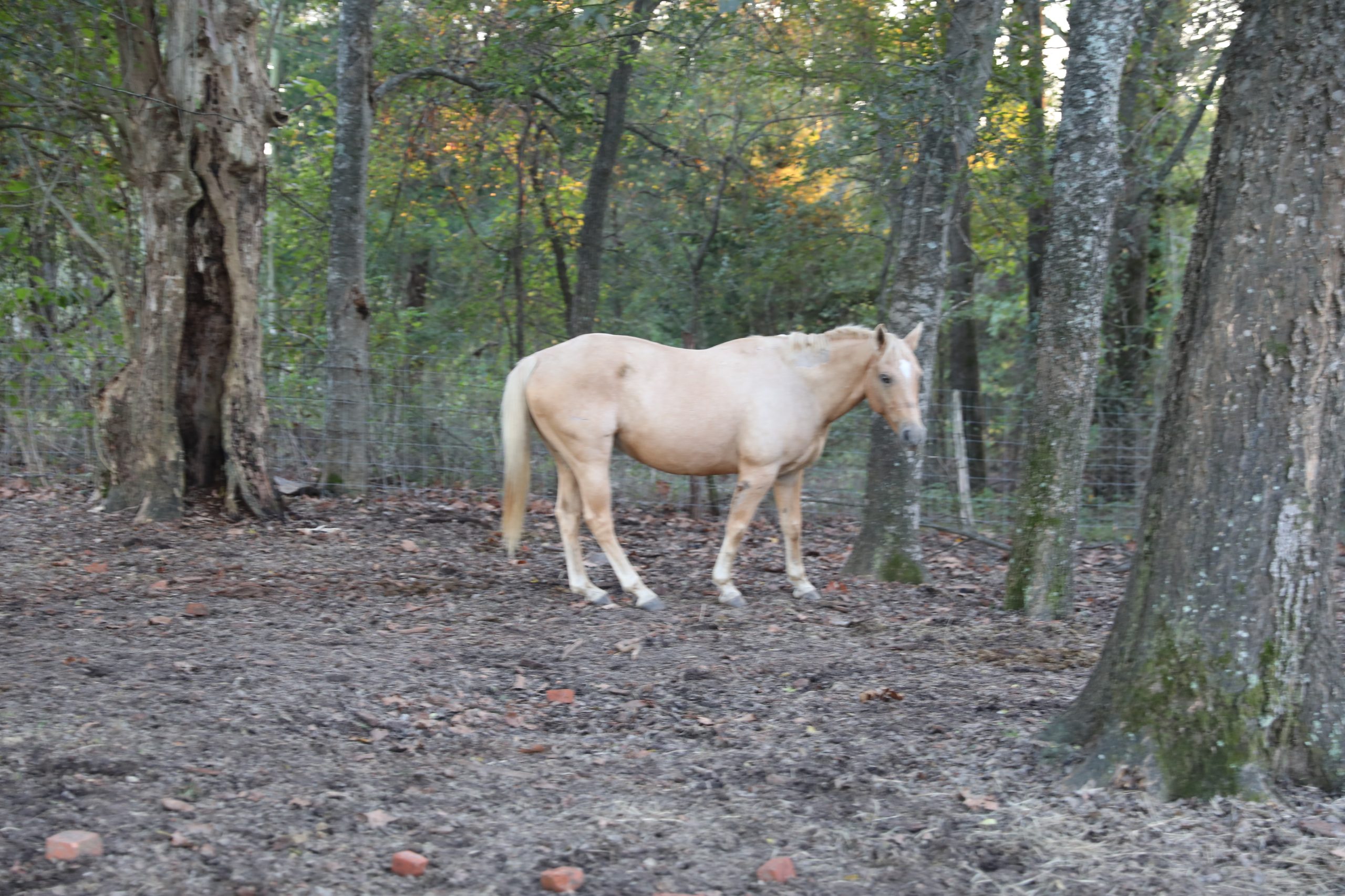 chuck (copy) chuck (copy)