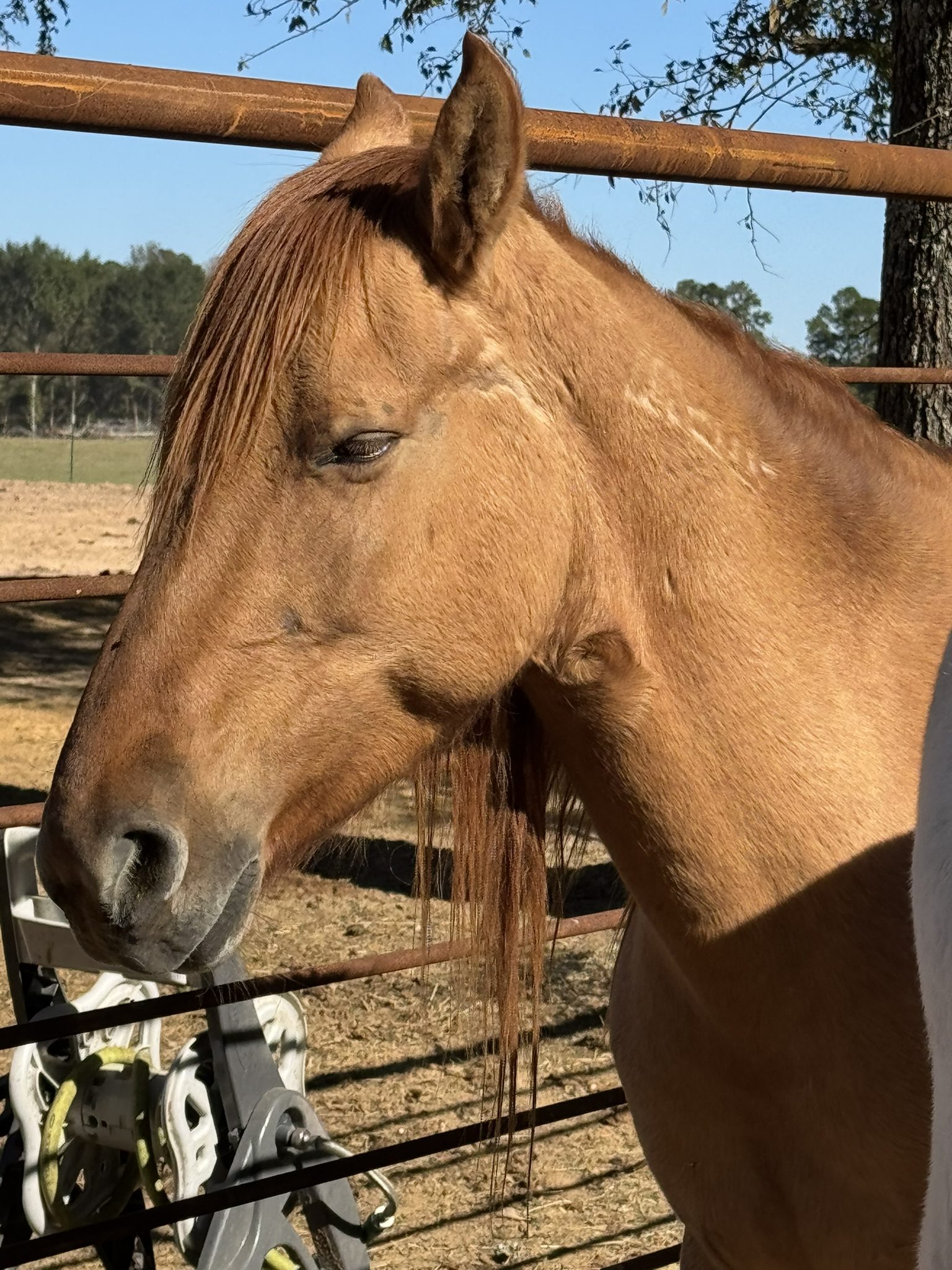 tango (copy) tango (copy)