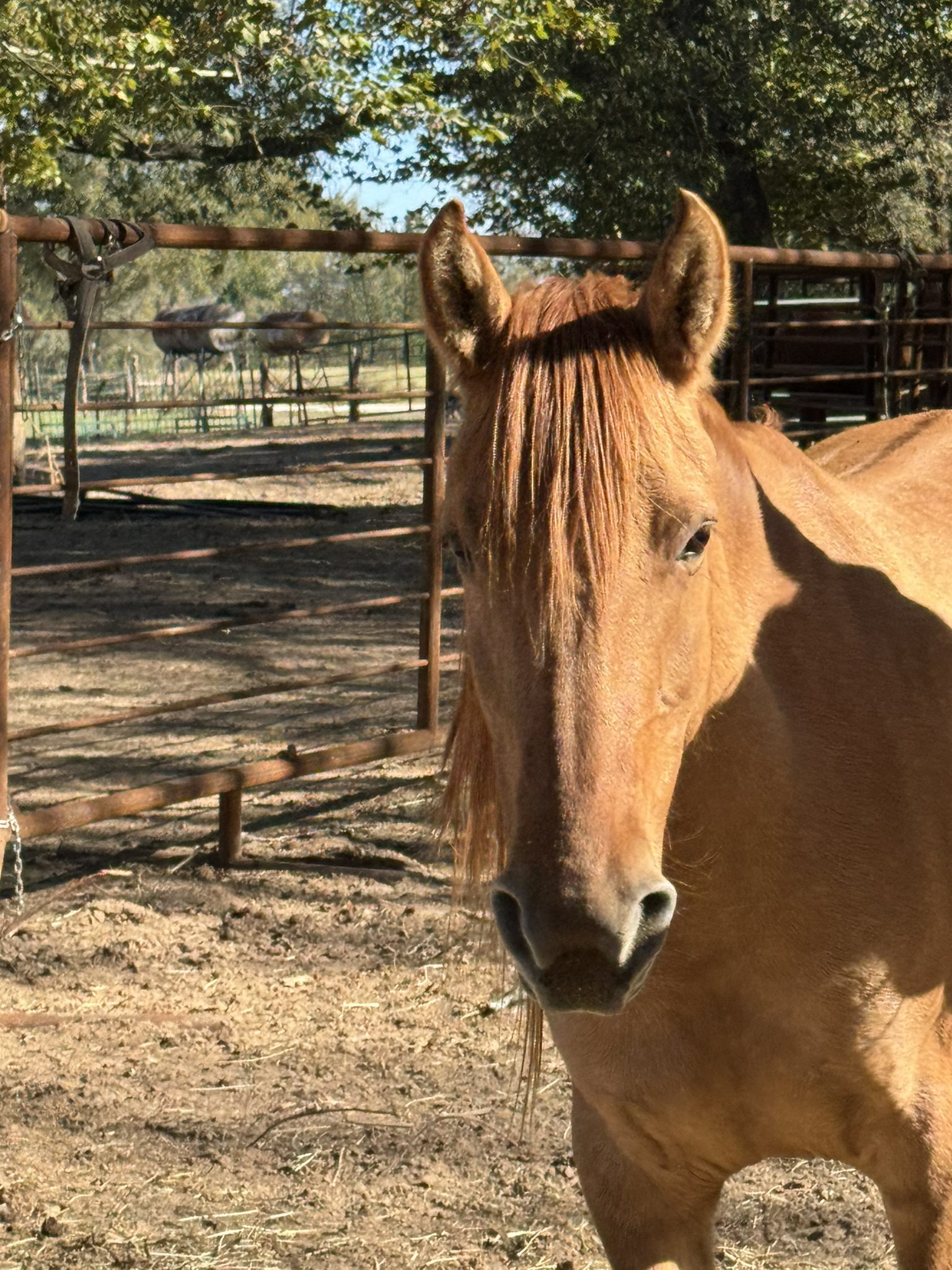 tango (copy) tango (copy)