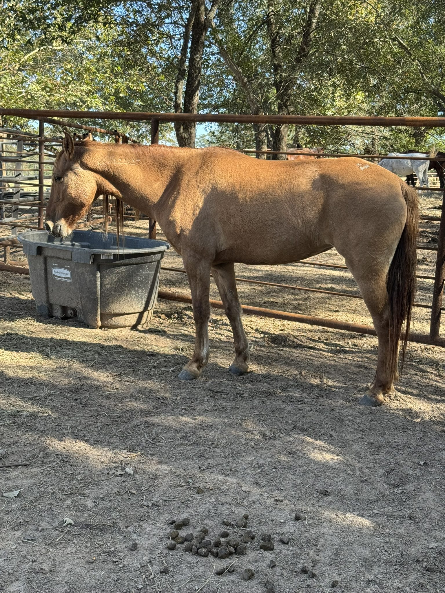 tango (copy) tango (copy)