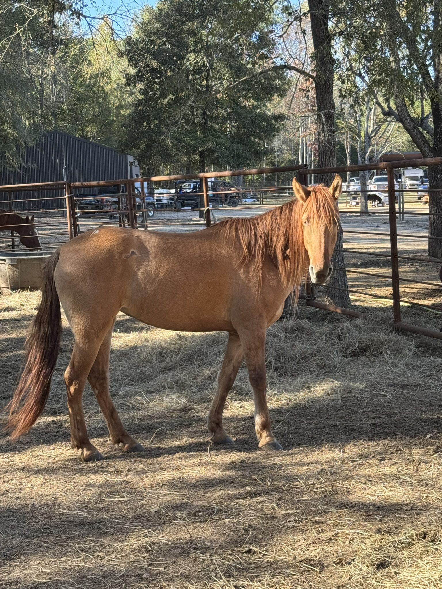 tango (copy) tango (copy)