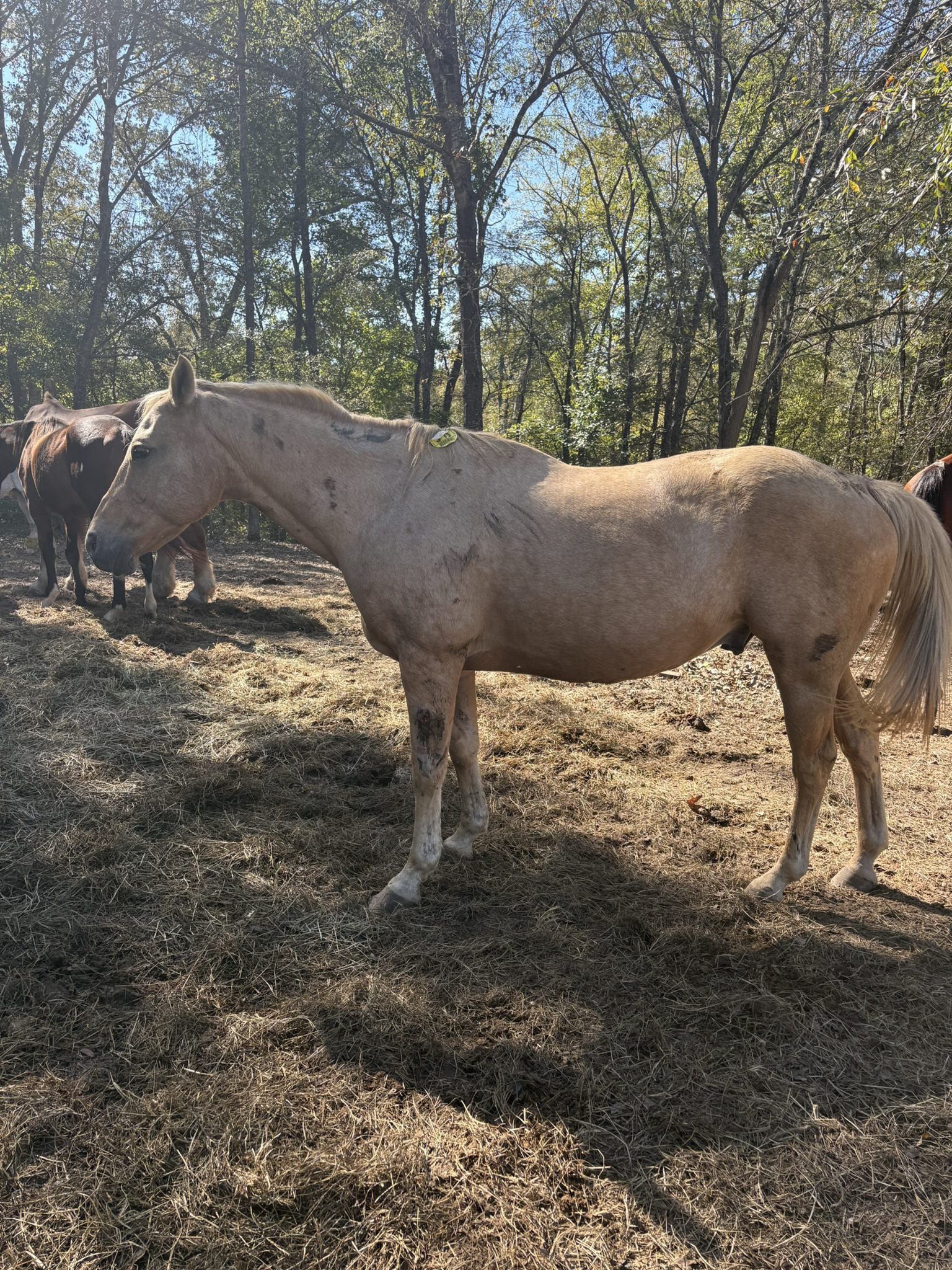 chuck (copy) chuck (copy)