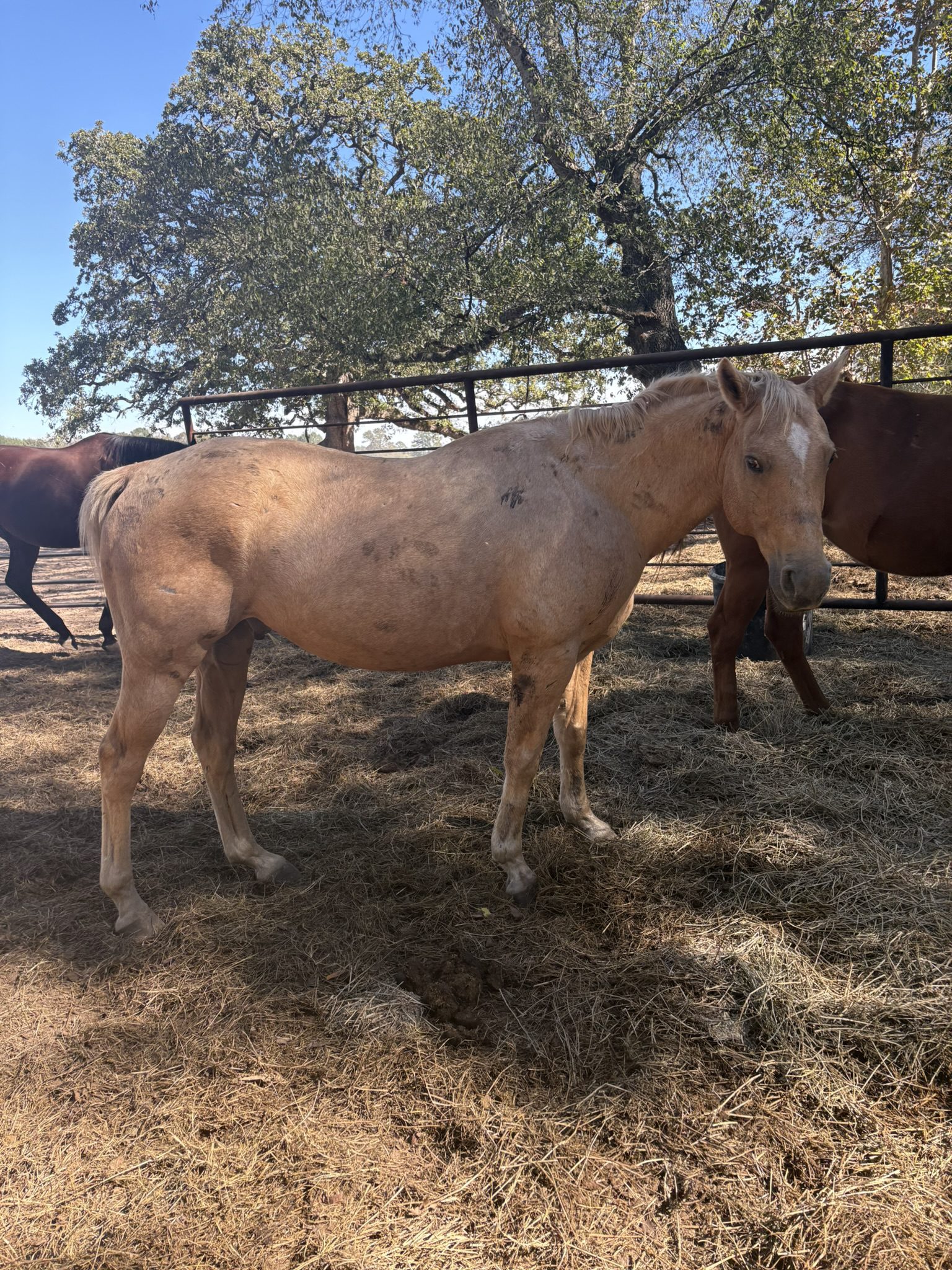 chuck (copy) chuck (copy)