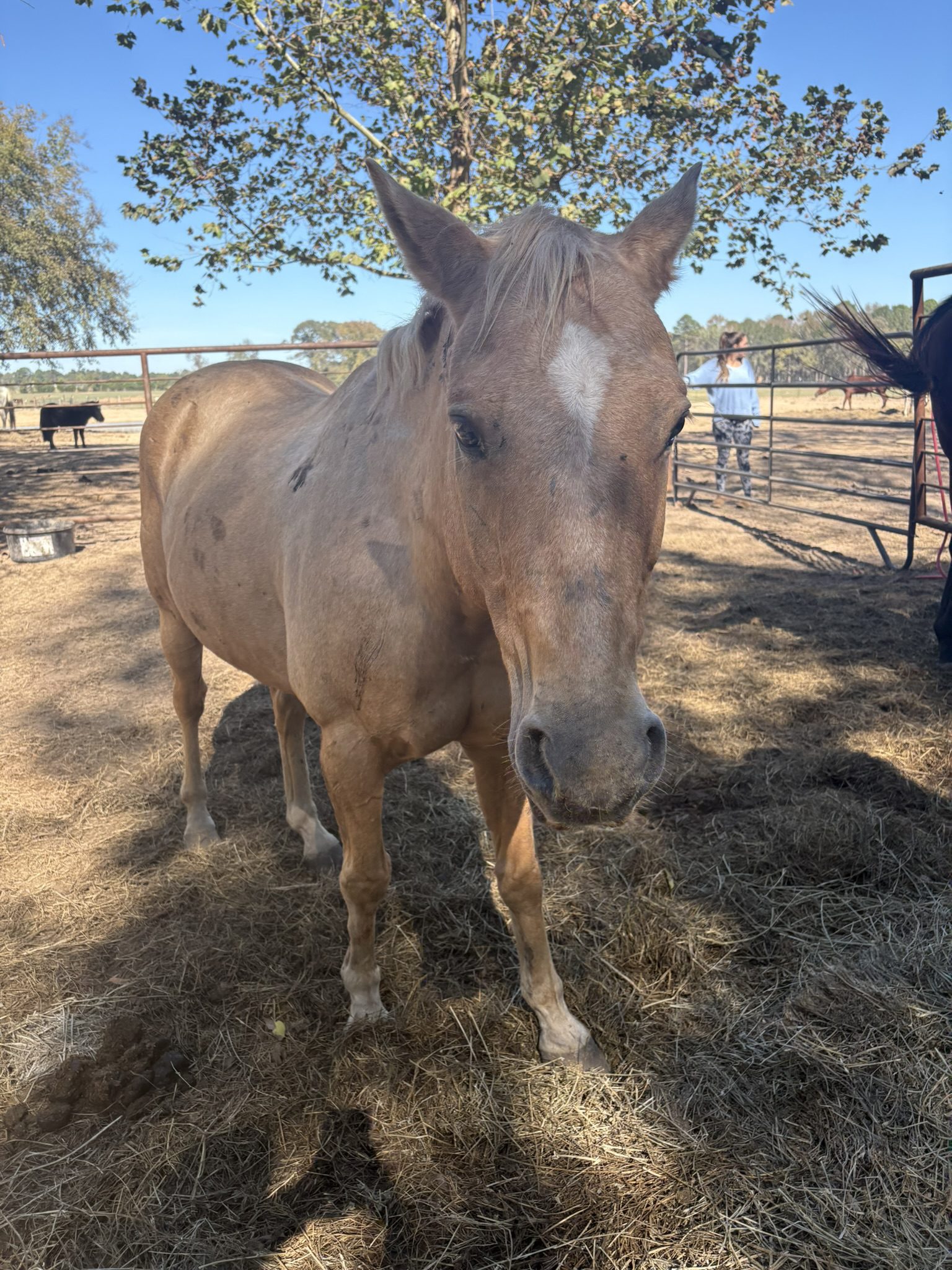 chuck (copy) chuck (copy)