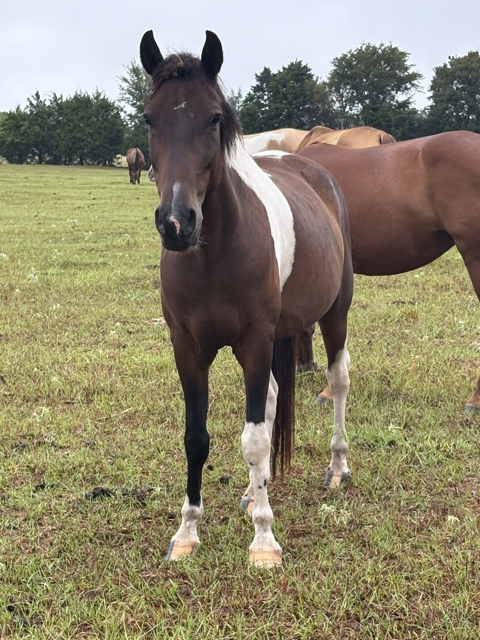 layla (copy) layla (copy)