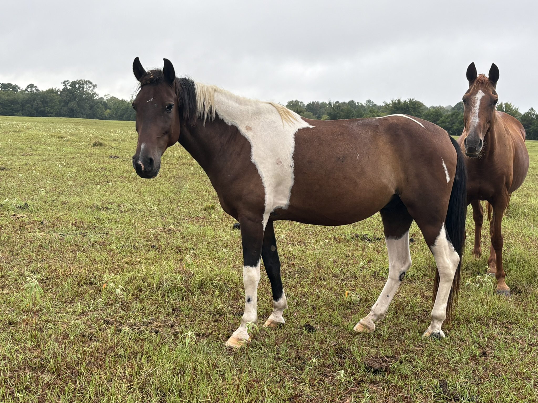 layla (copy) layla (copy)