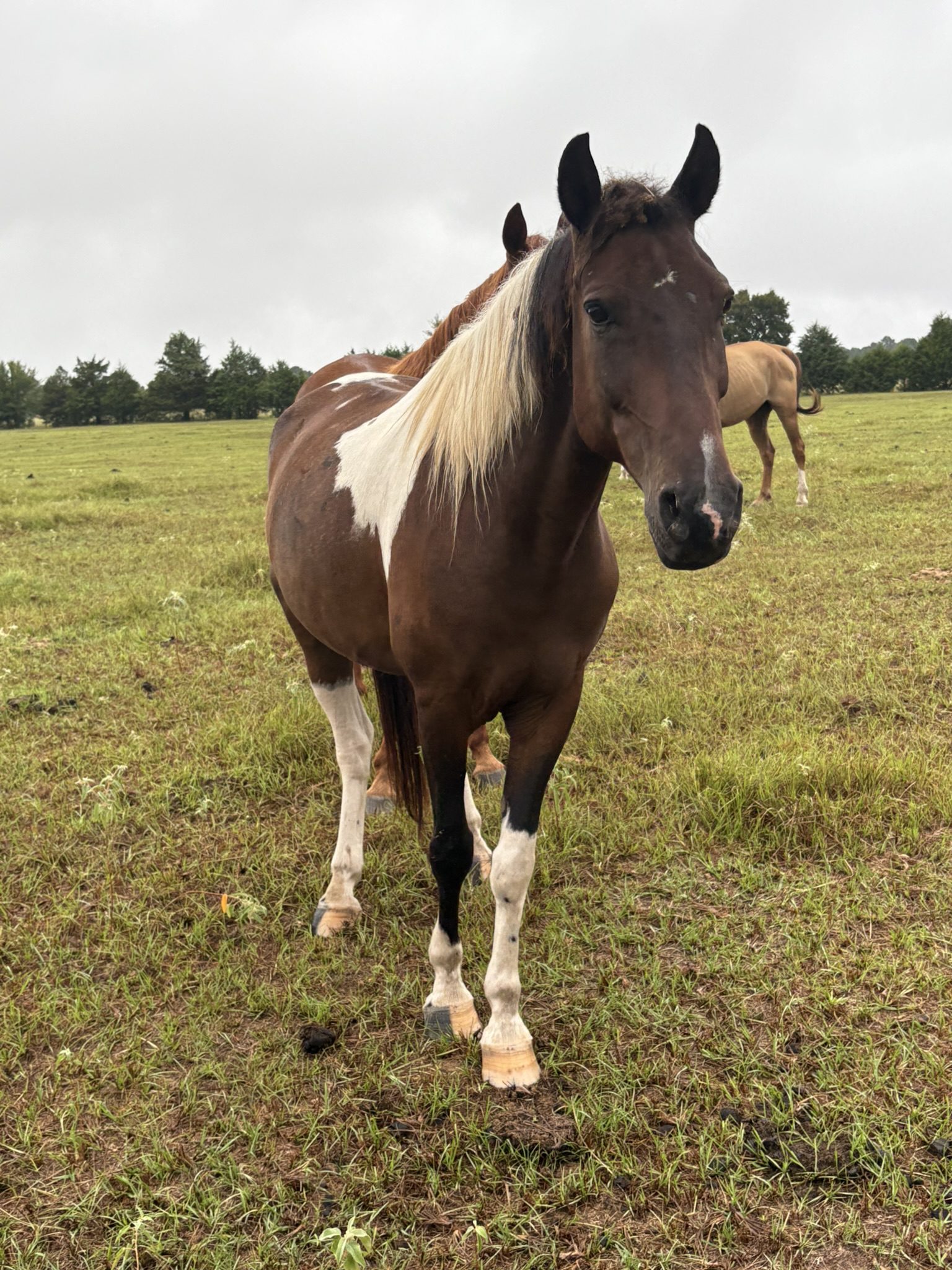 layla (copy) layla (copy)