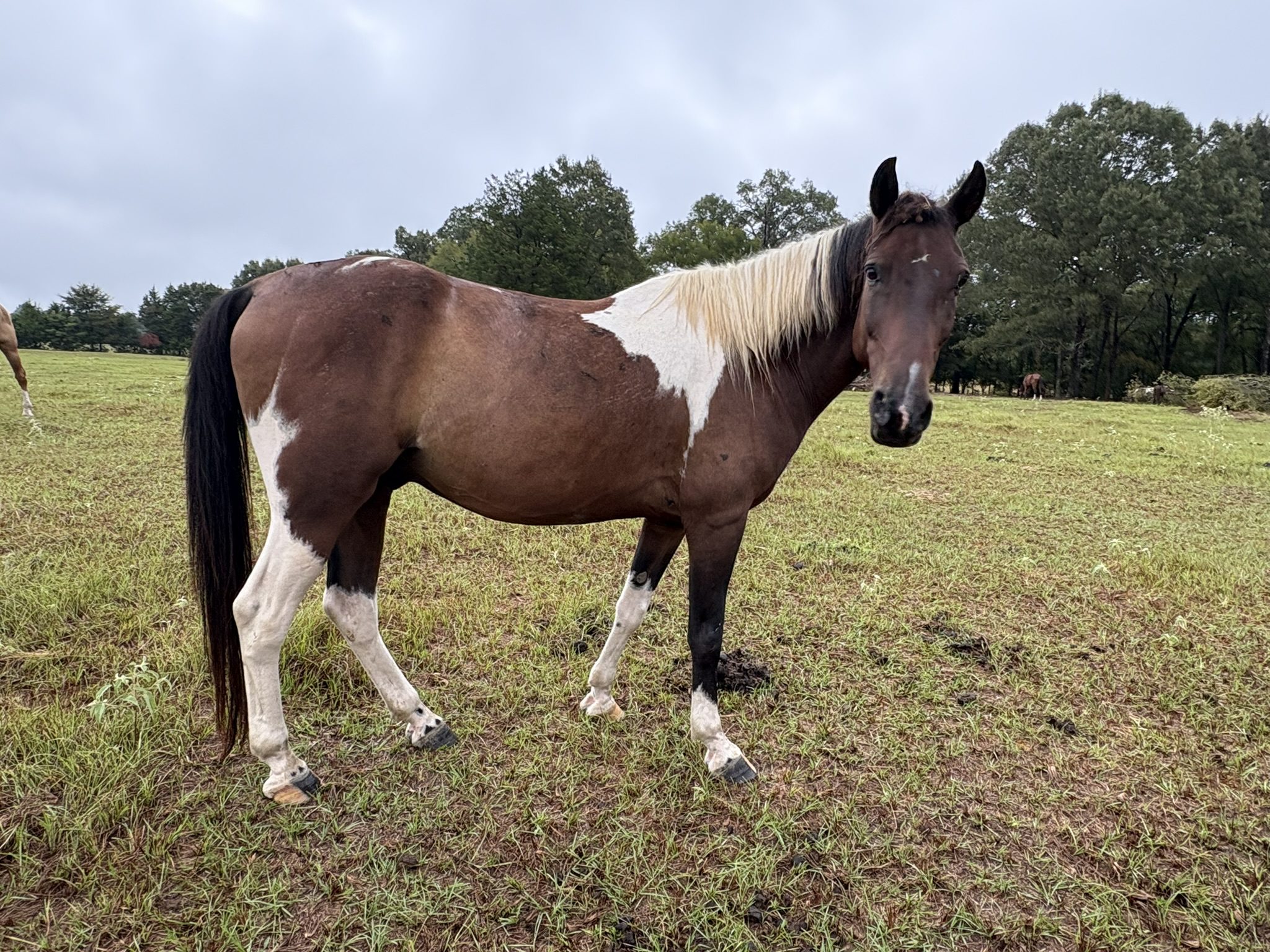 layla (copy) layla (copy)