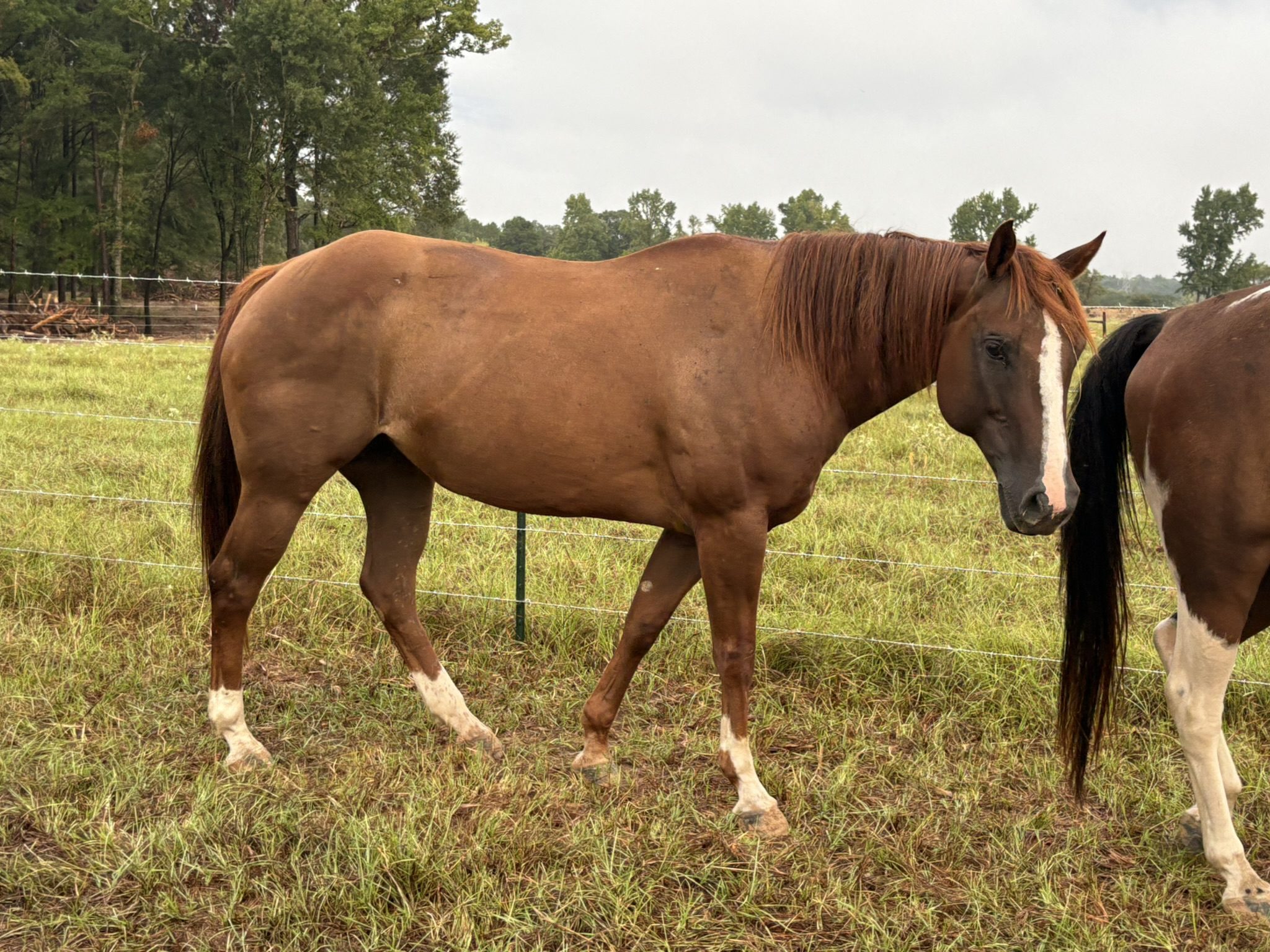 autumn (copy) autumn (copy)