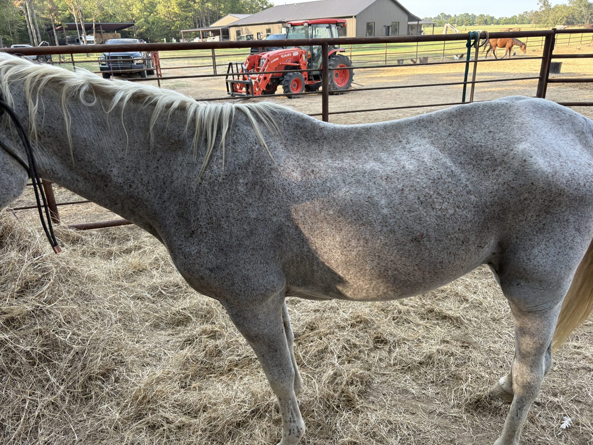 suzie (copy) suzie (copy)