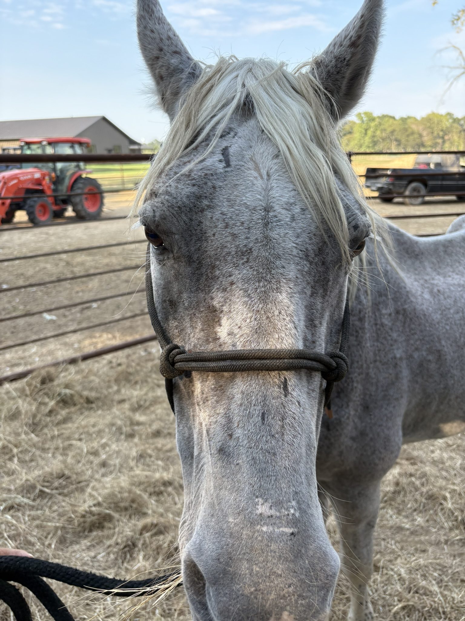 suzie (copy) suzie (copy)