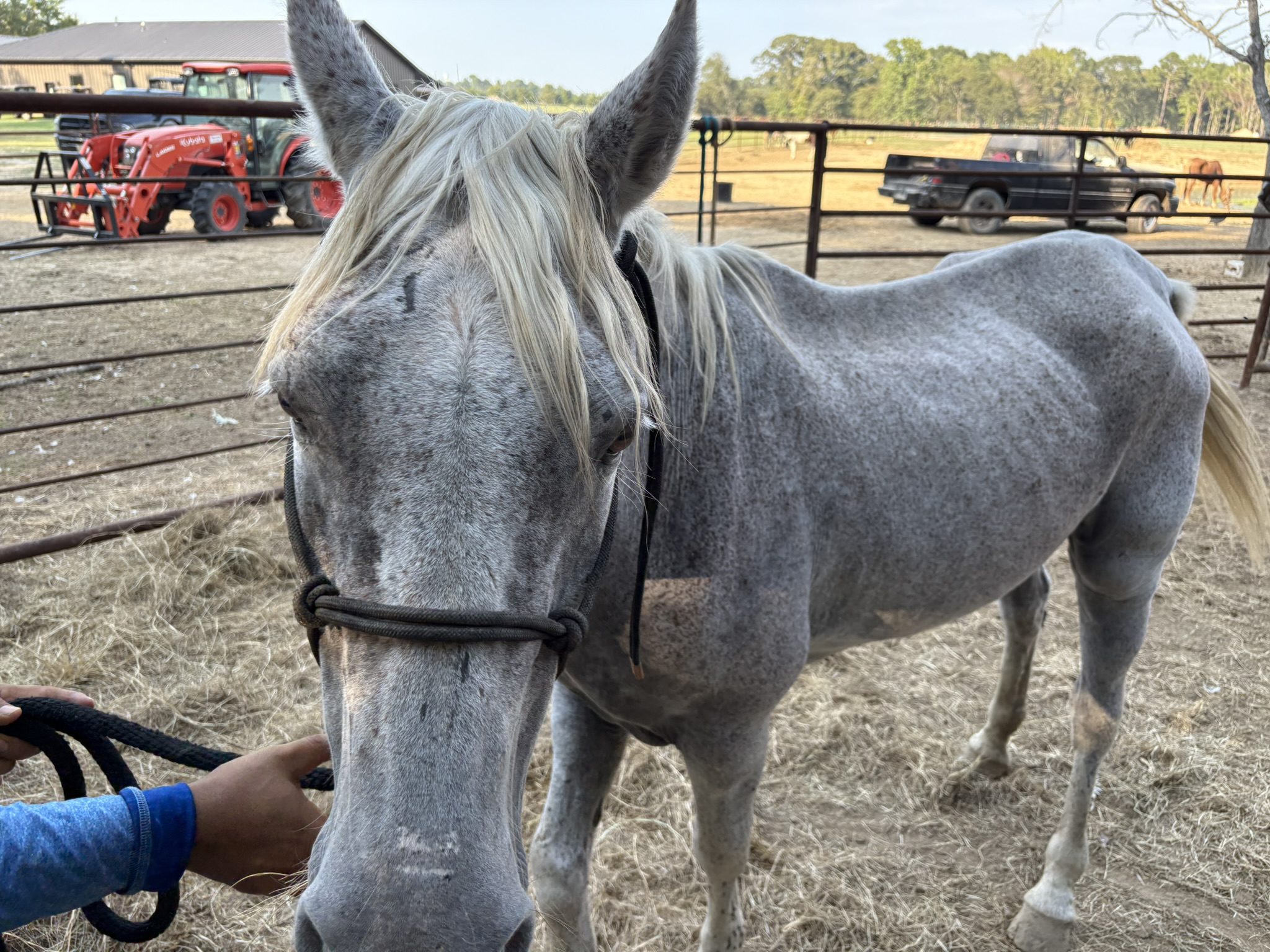 suzie (copy) suzie (copy)