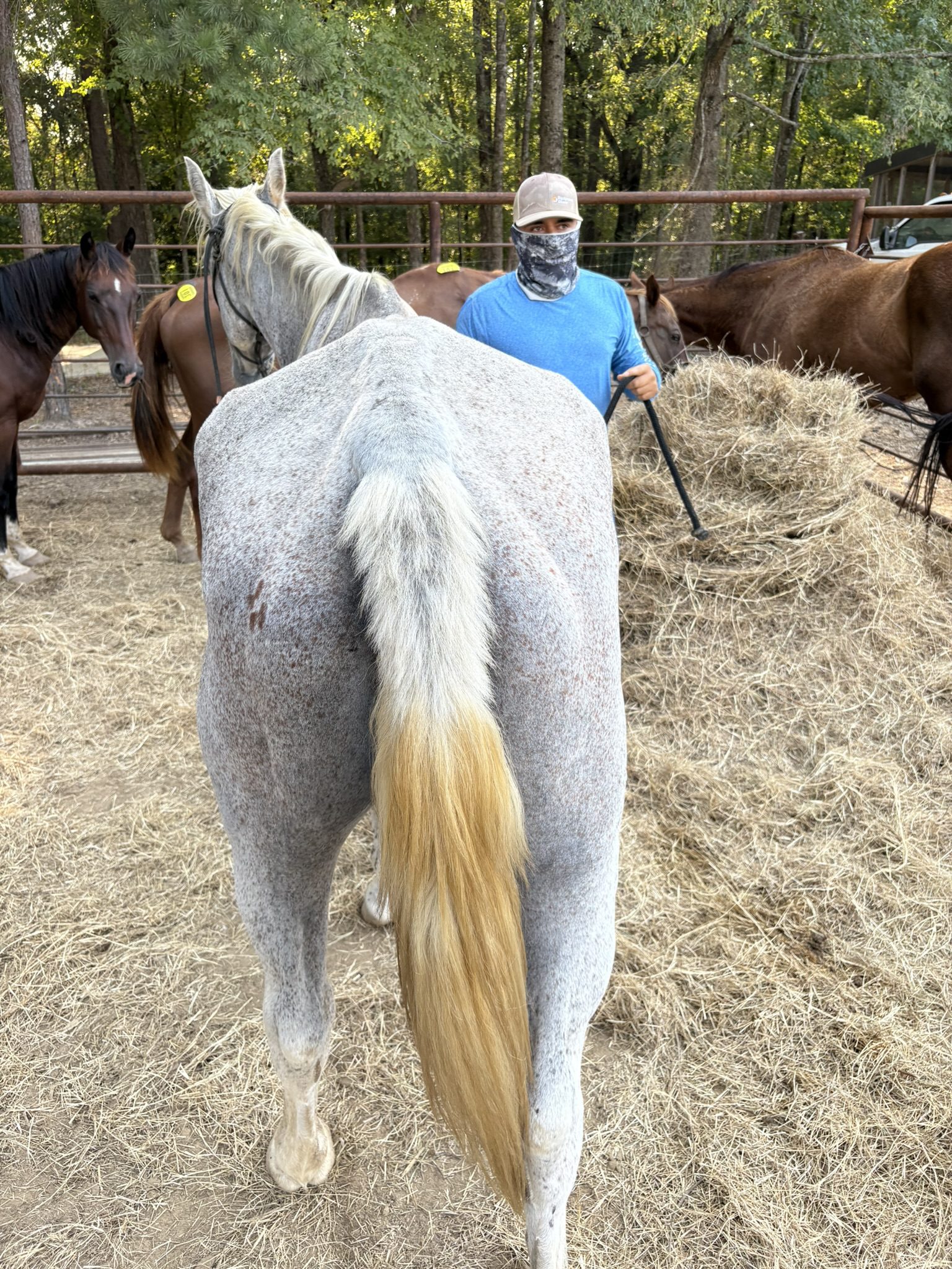 suzie (copy) suzie (copy)