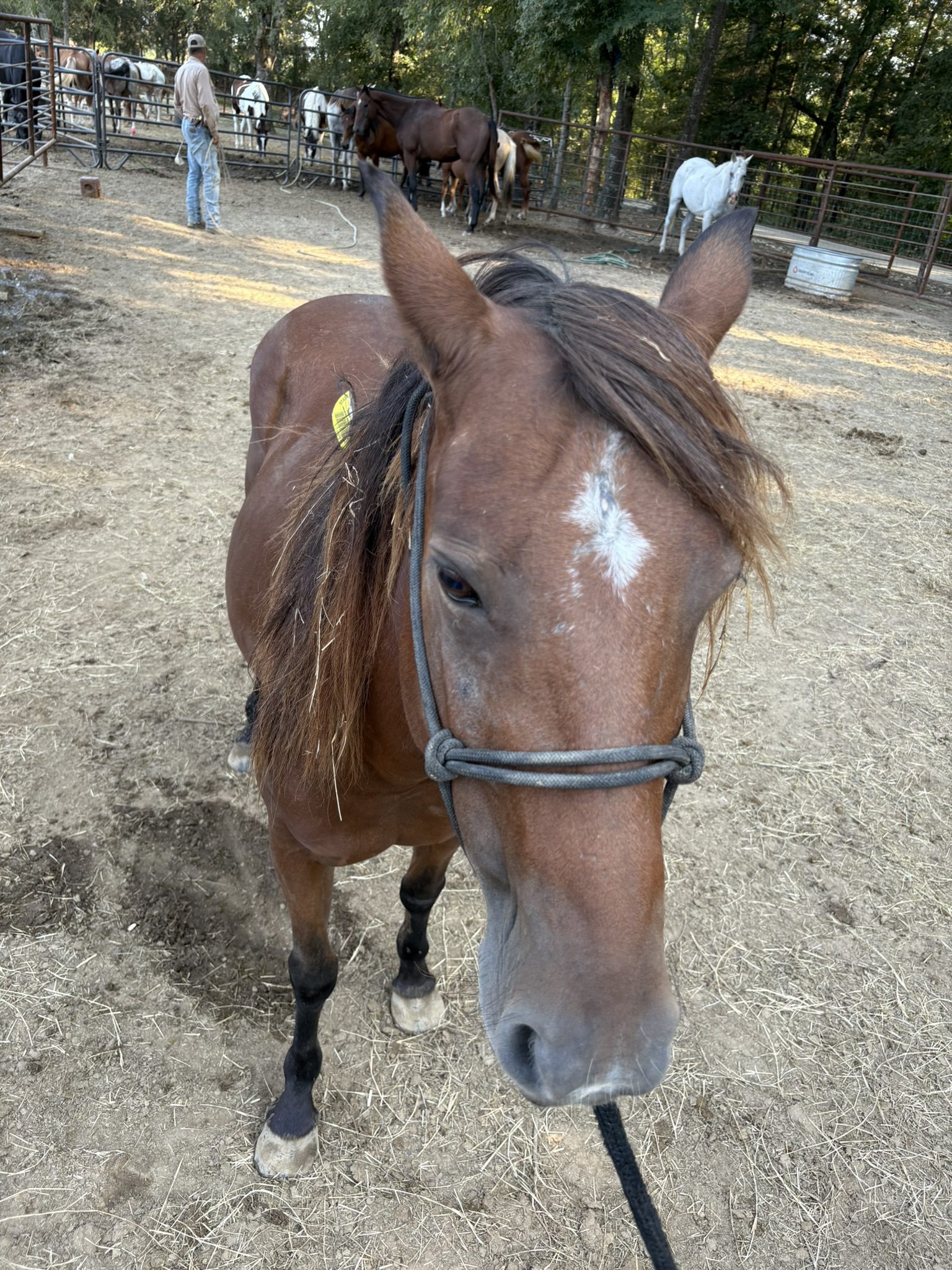 tango (copy) tango (copy)