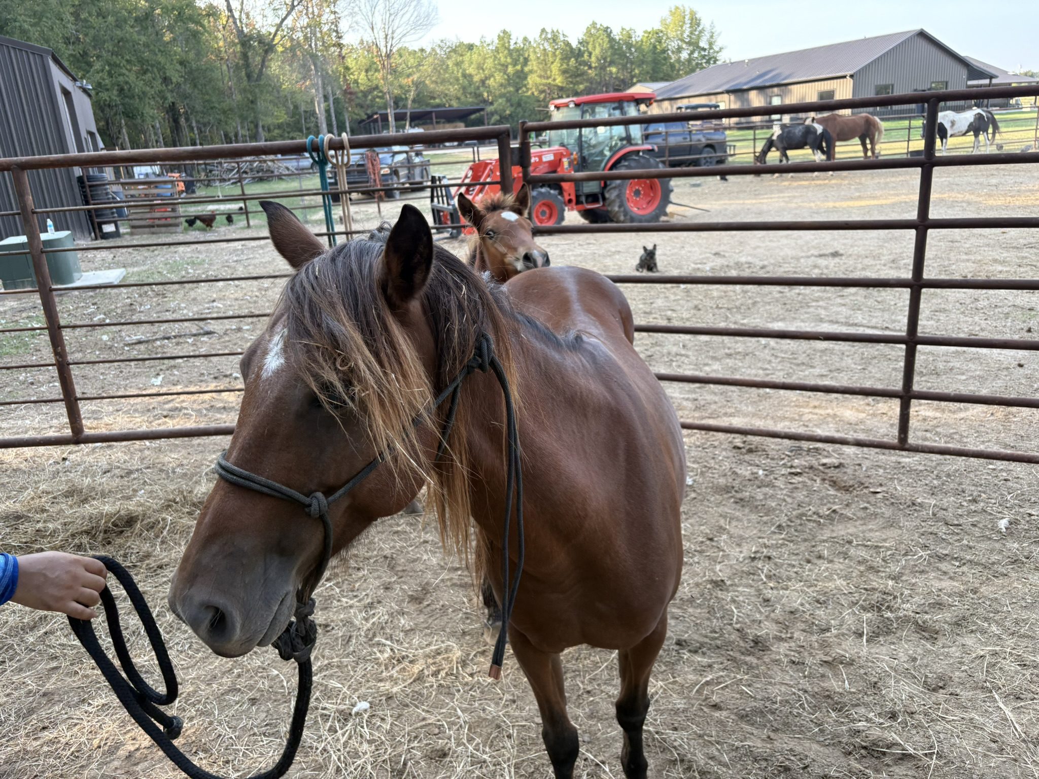 tango (copy) tango (copy)