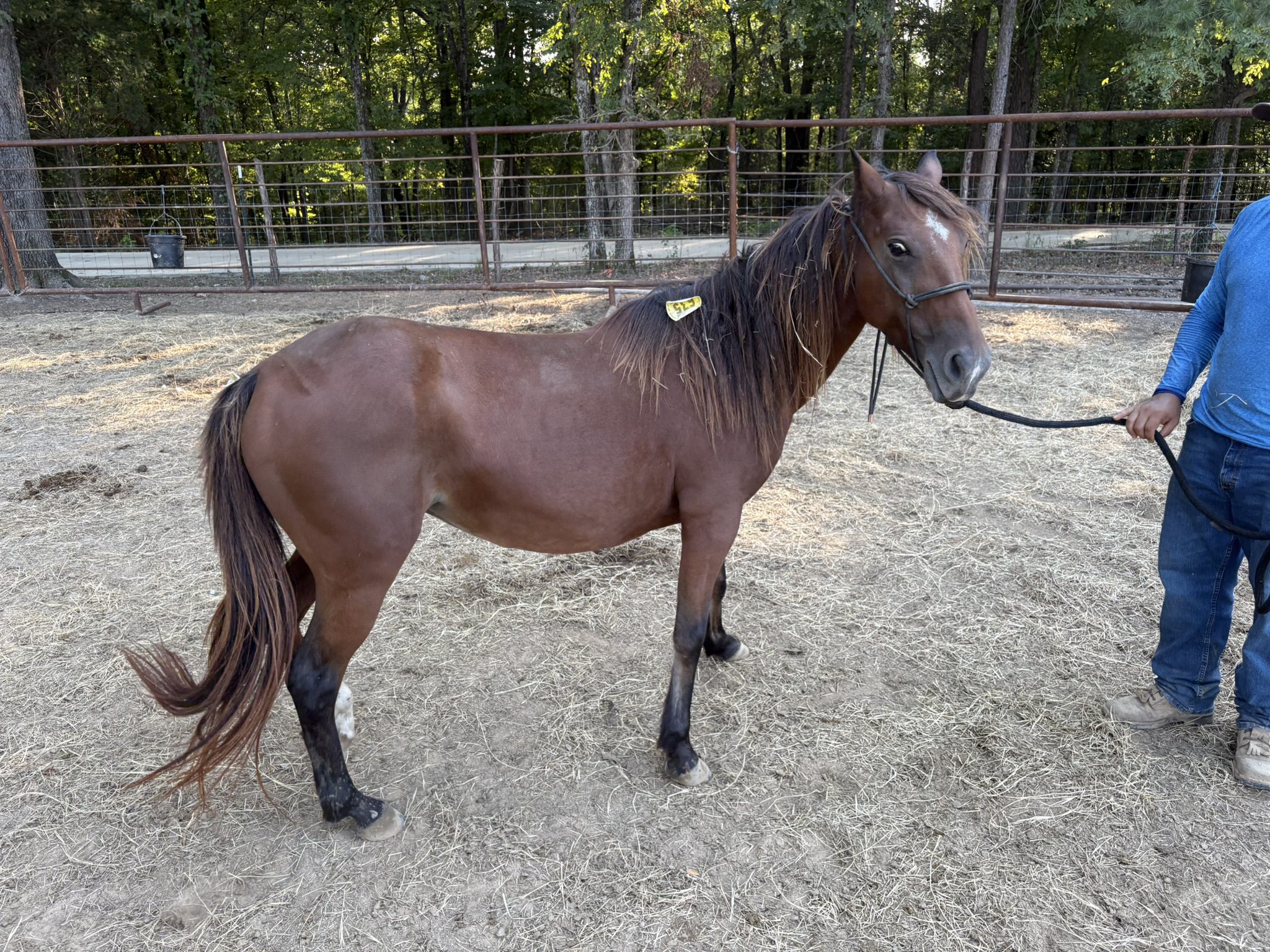 tango (copy) tango (copy)