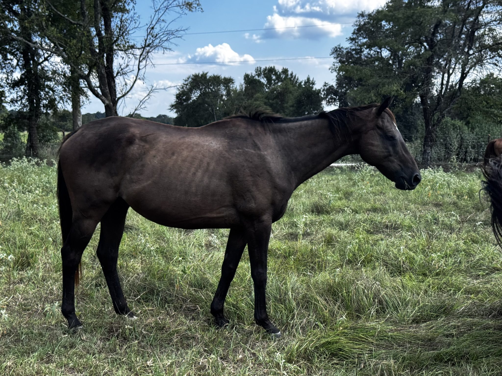 midnight (copy) midnight (copy)