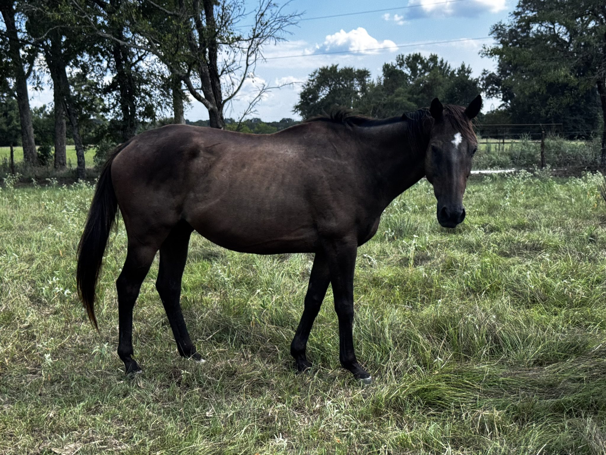 midnight (copy) midnight (copy)