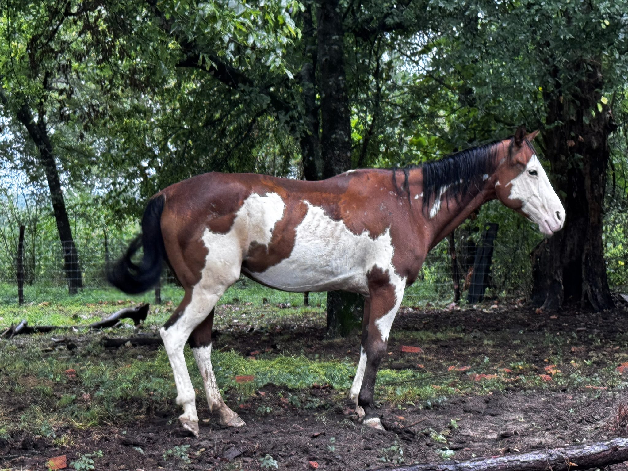 groggy (copy) groggy (copy)