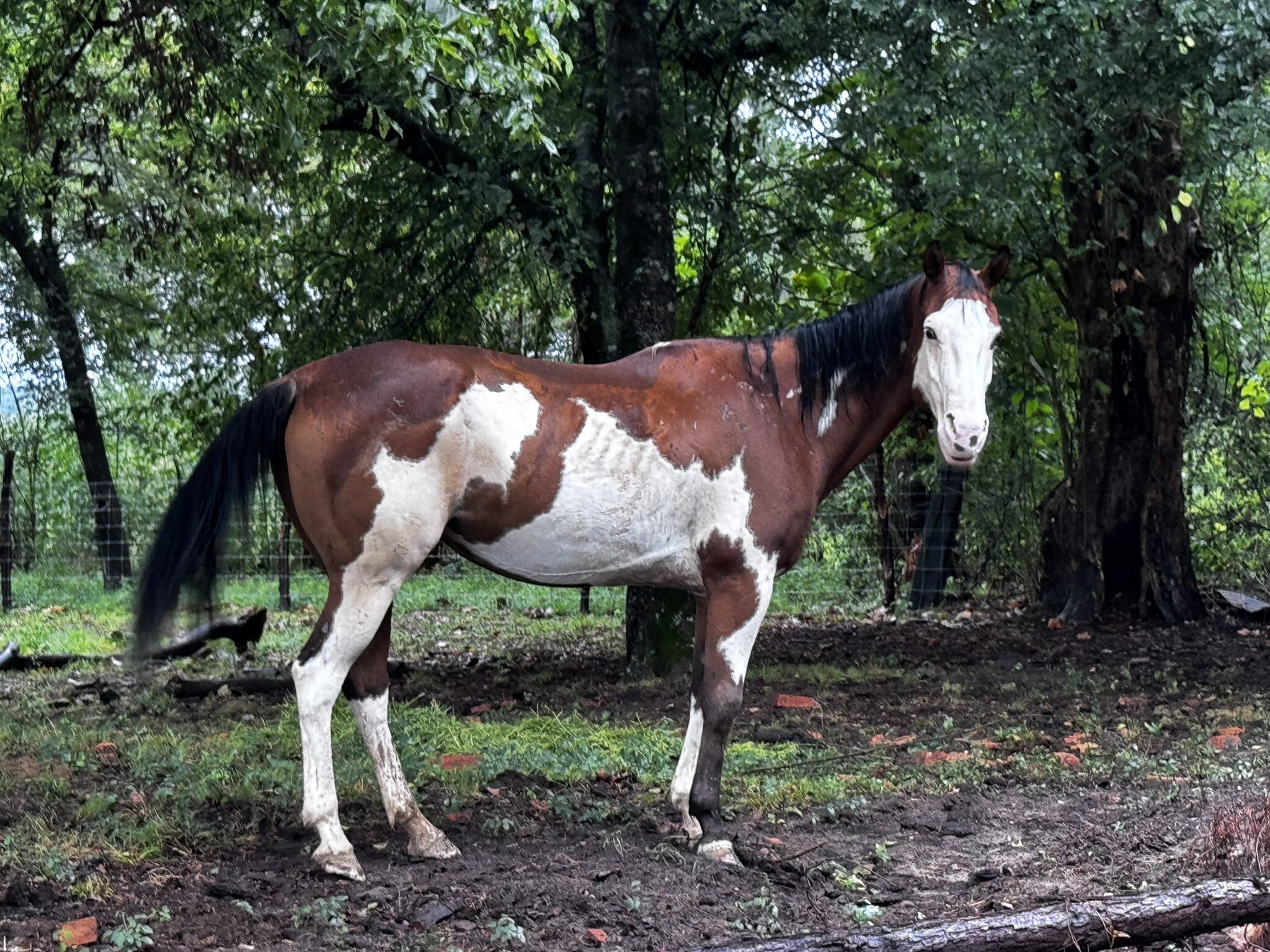 groggy (copy) groggy (copy)