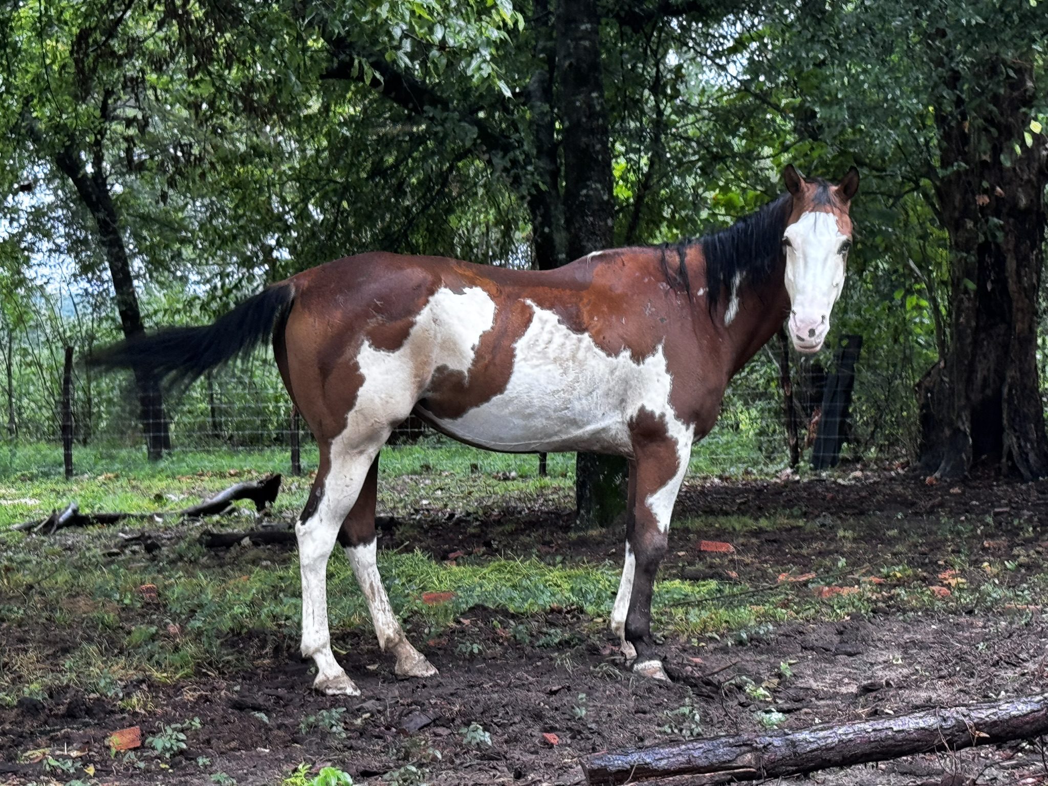 groggy (copy) groggy (copy)