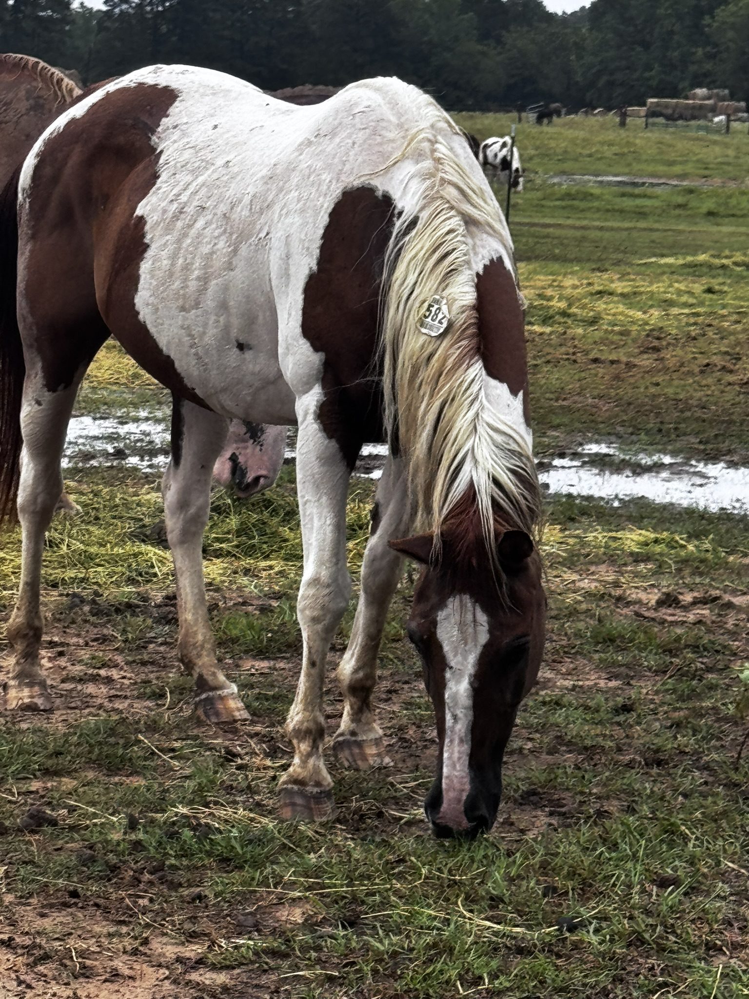 auto draft auto draft