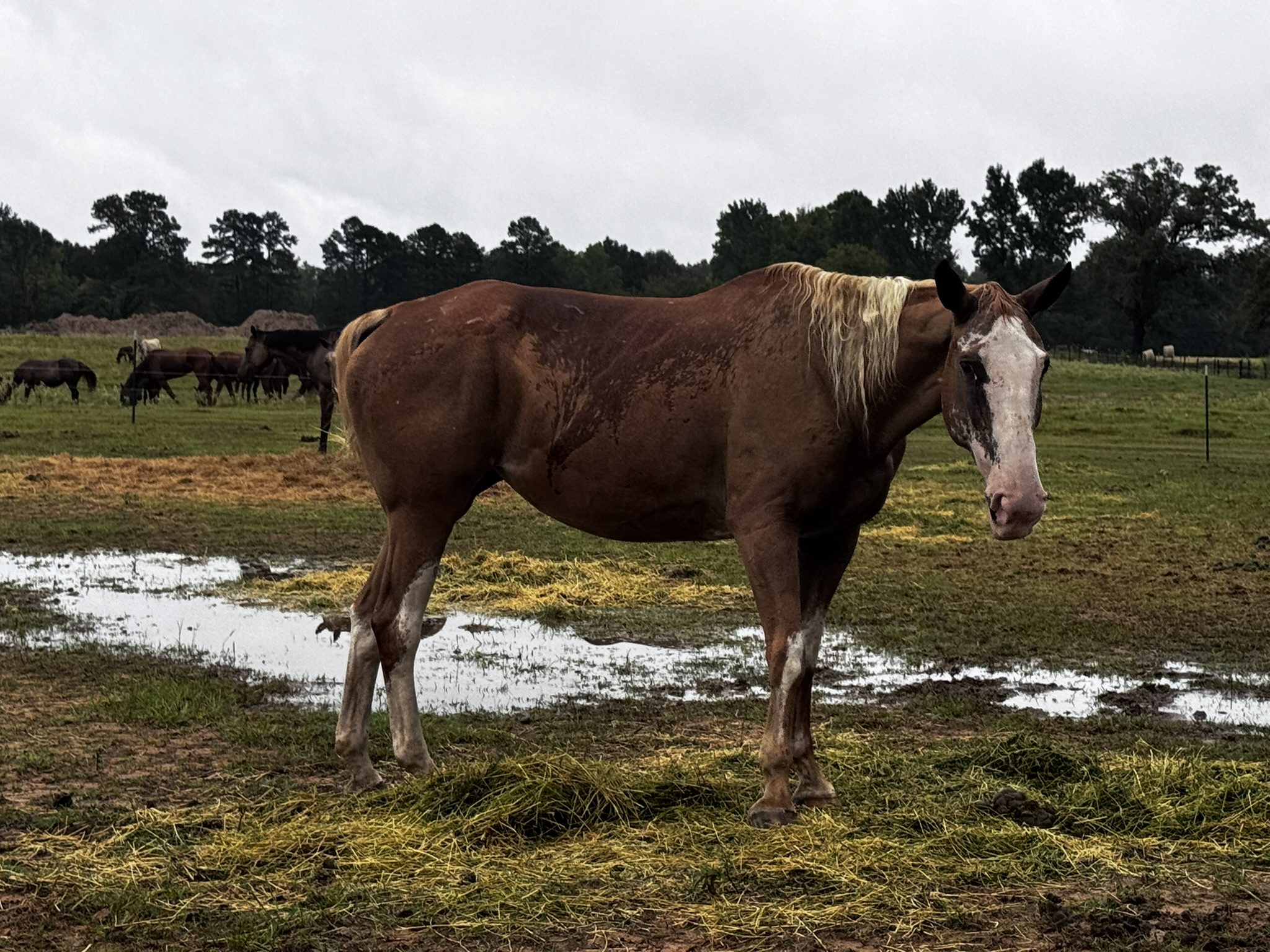 buck (copy) buck (copy)