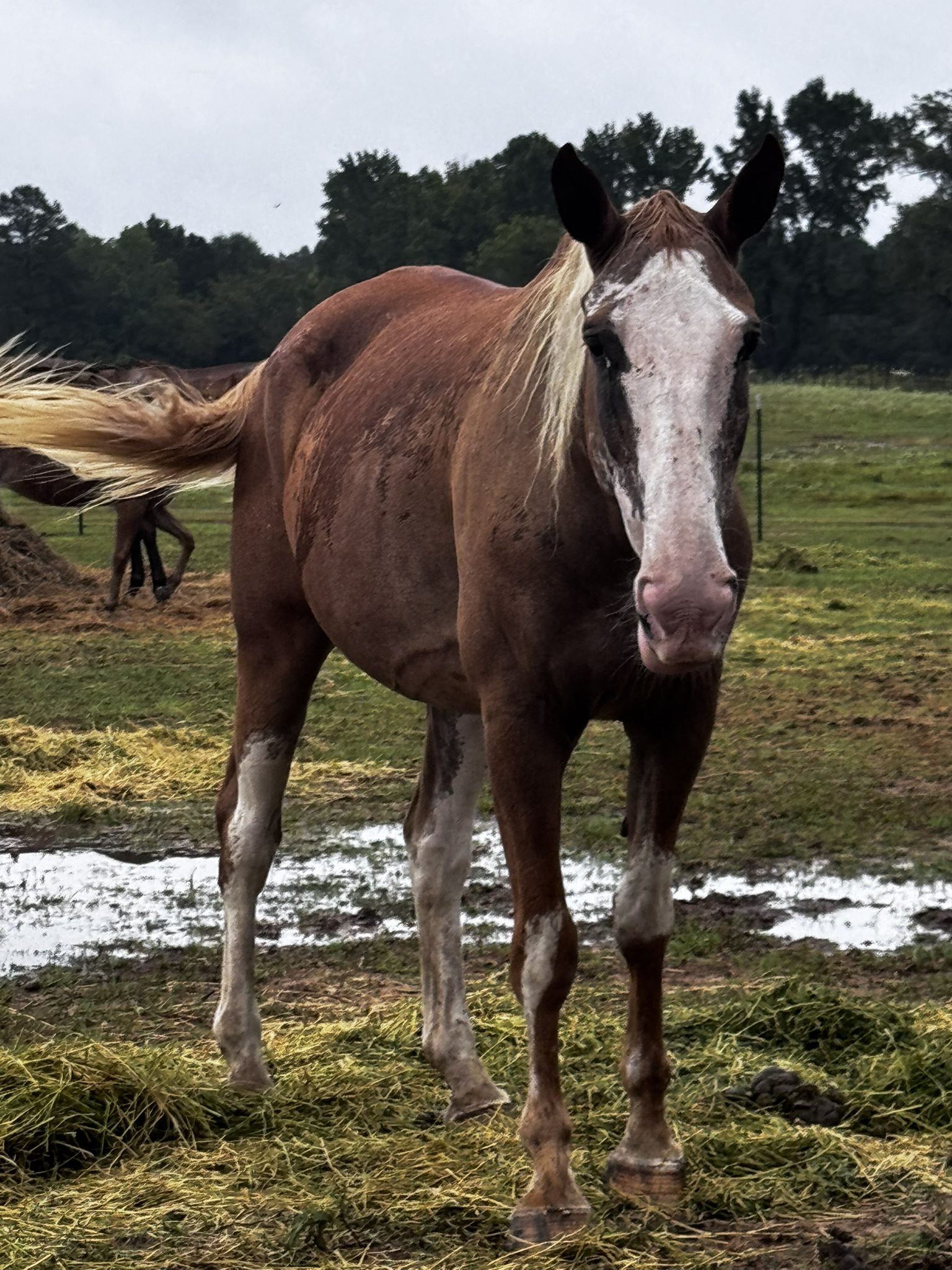 buck (copy) buck (copy)