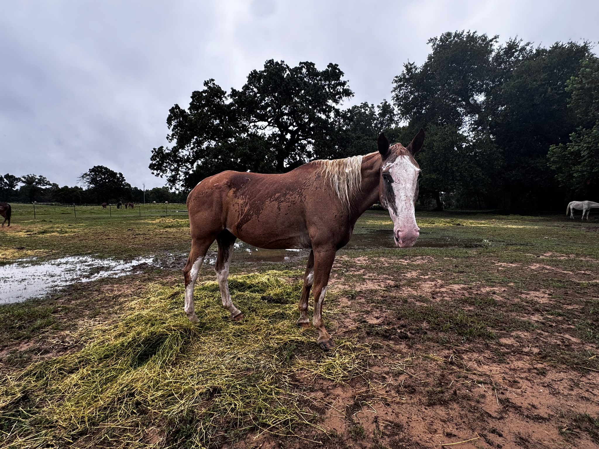 buck (copy) buck (copy)