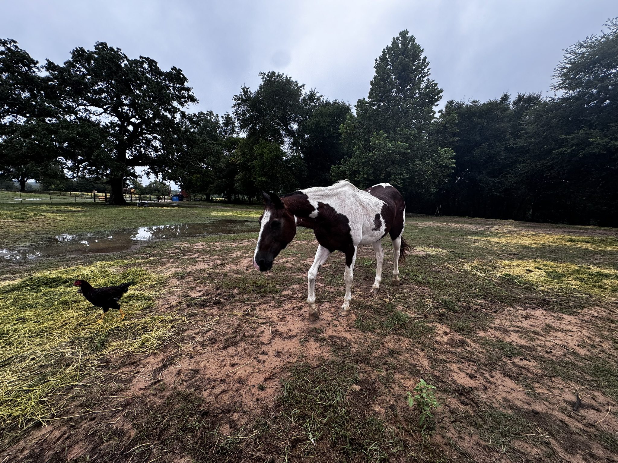 auto draft auto draft