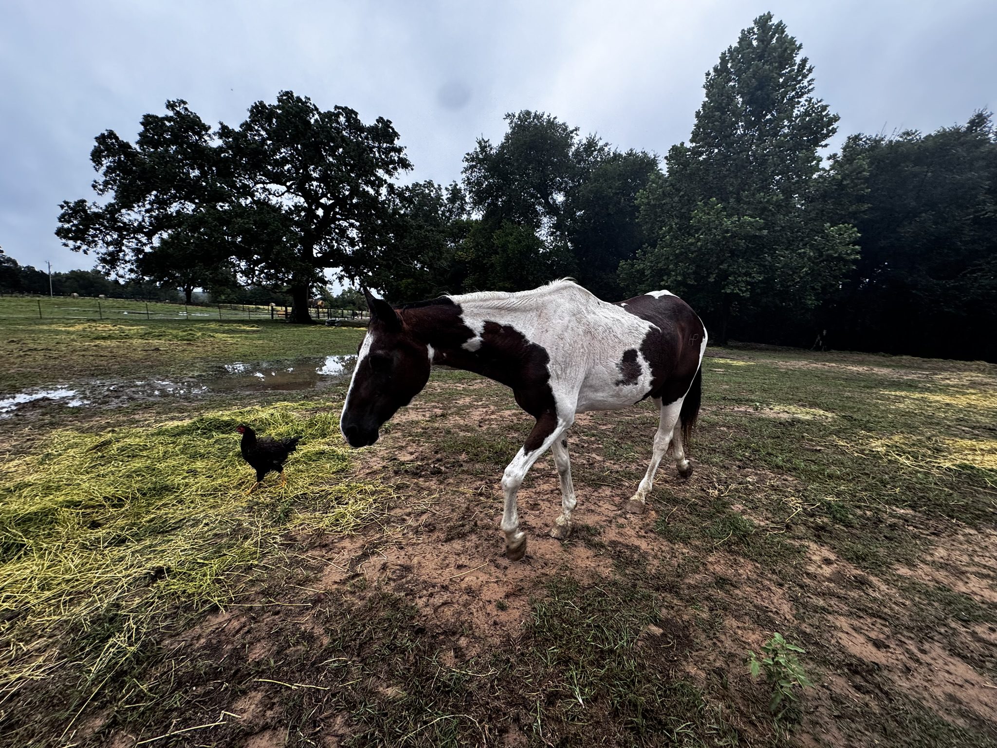 auto draft auto draft