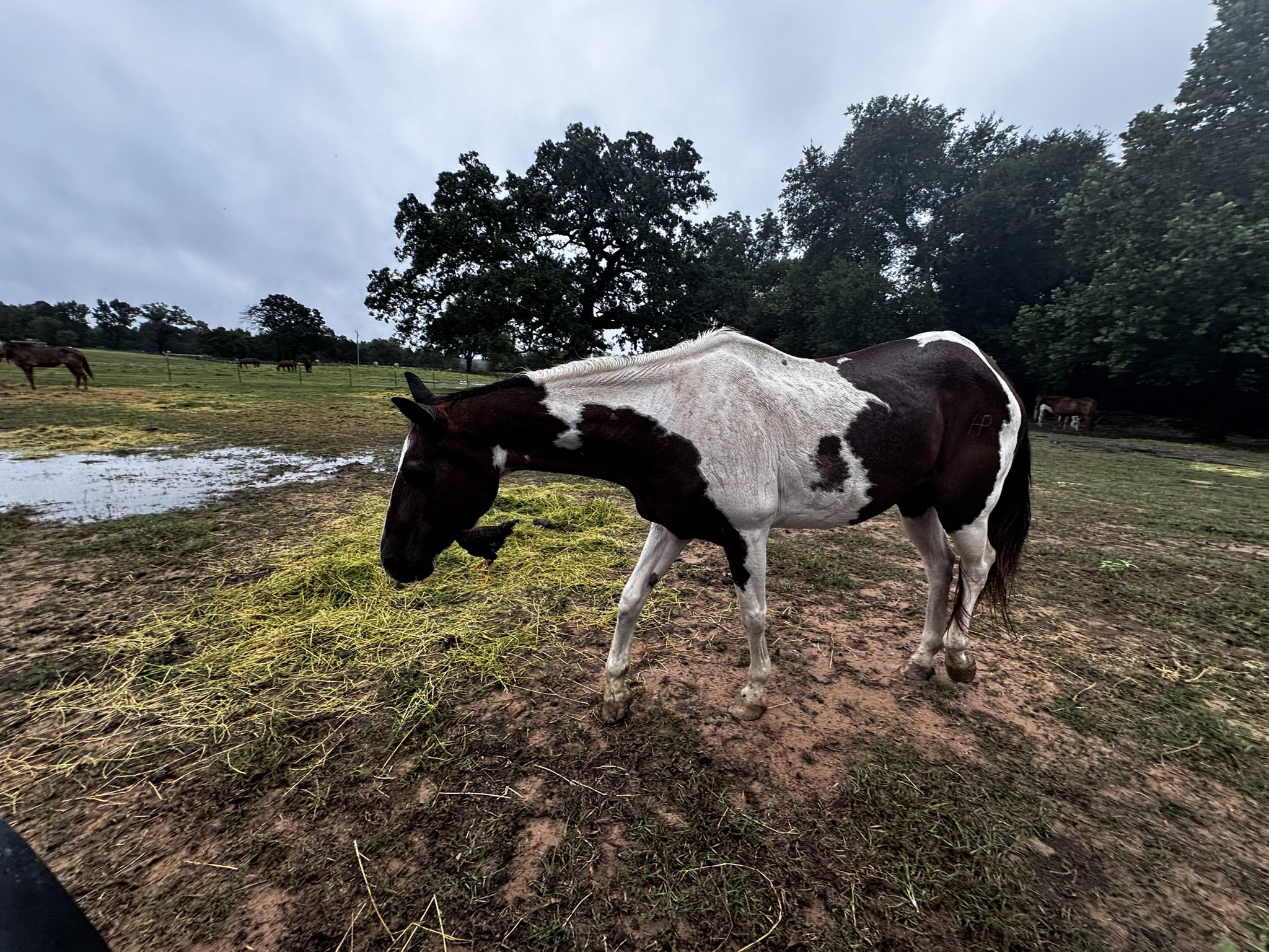 auto draft auto draft