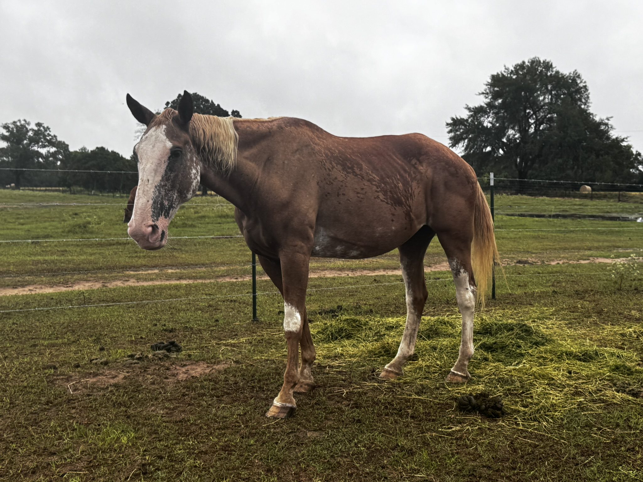 buck (copy) buck (copy)