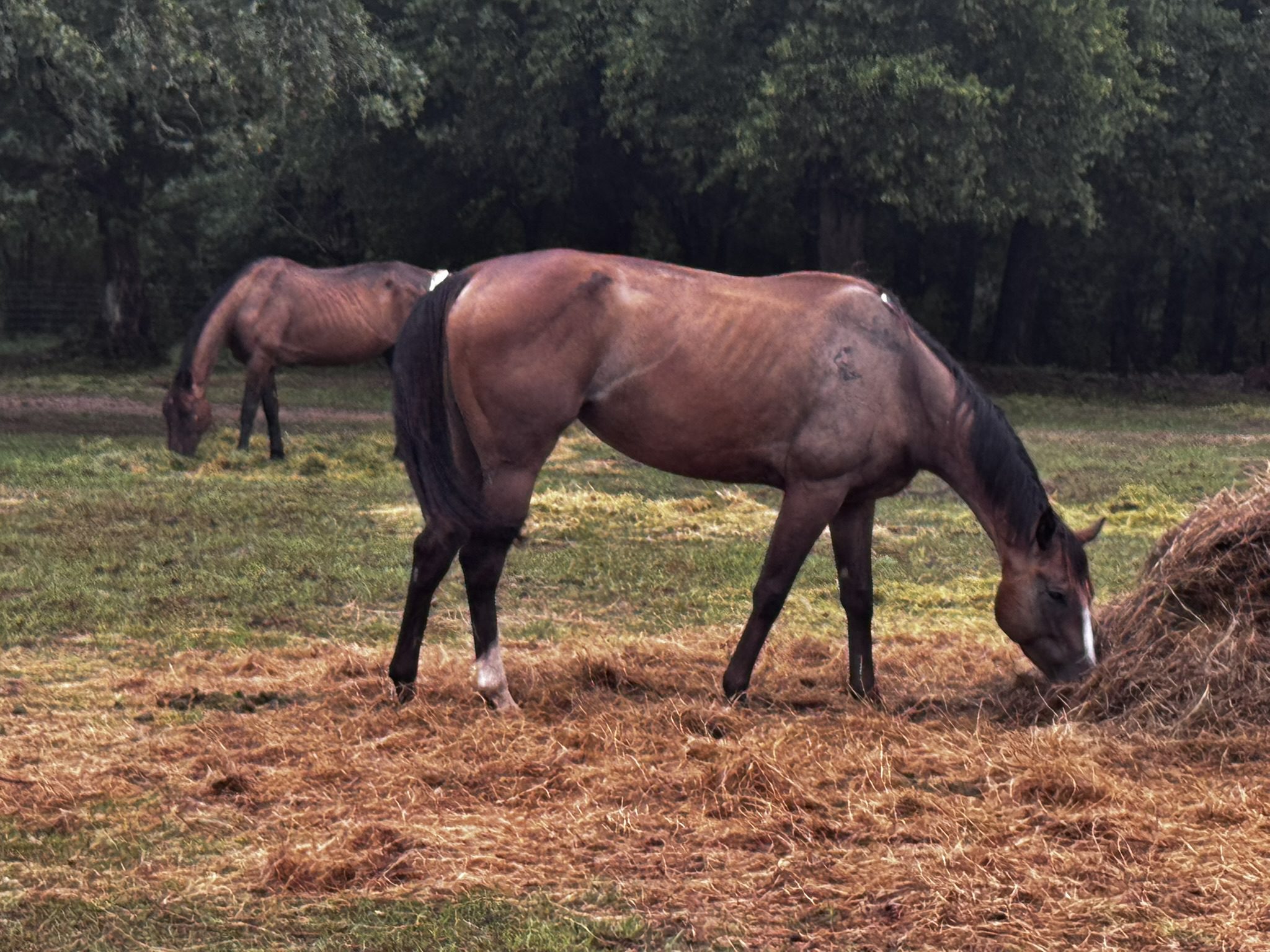 clyde (copy) clyde (copy)