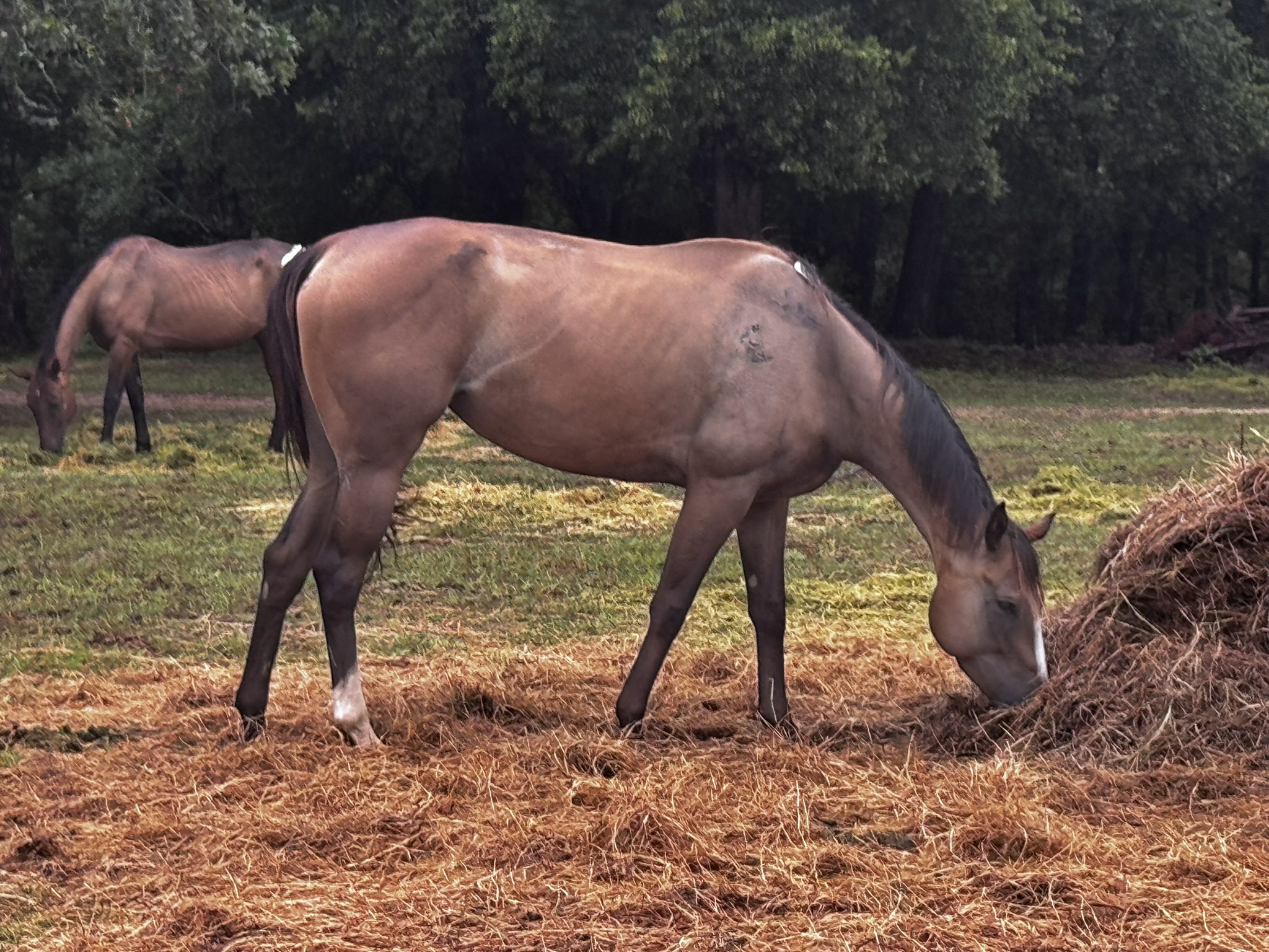 clyde (copy) clyde (copy)