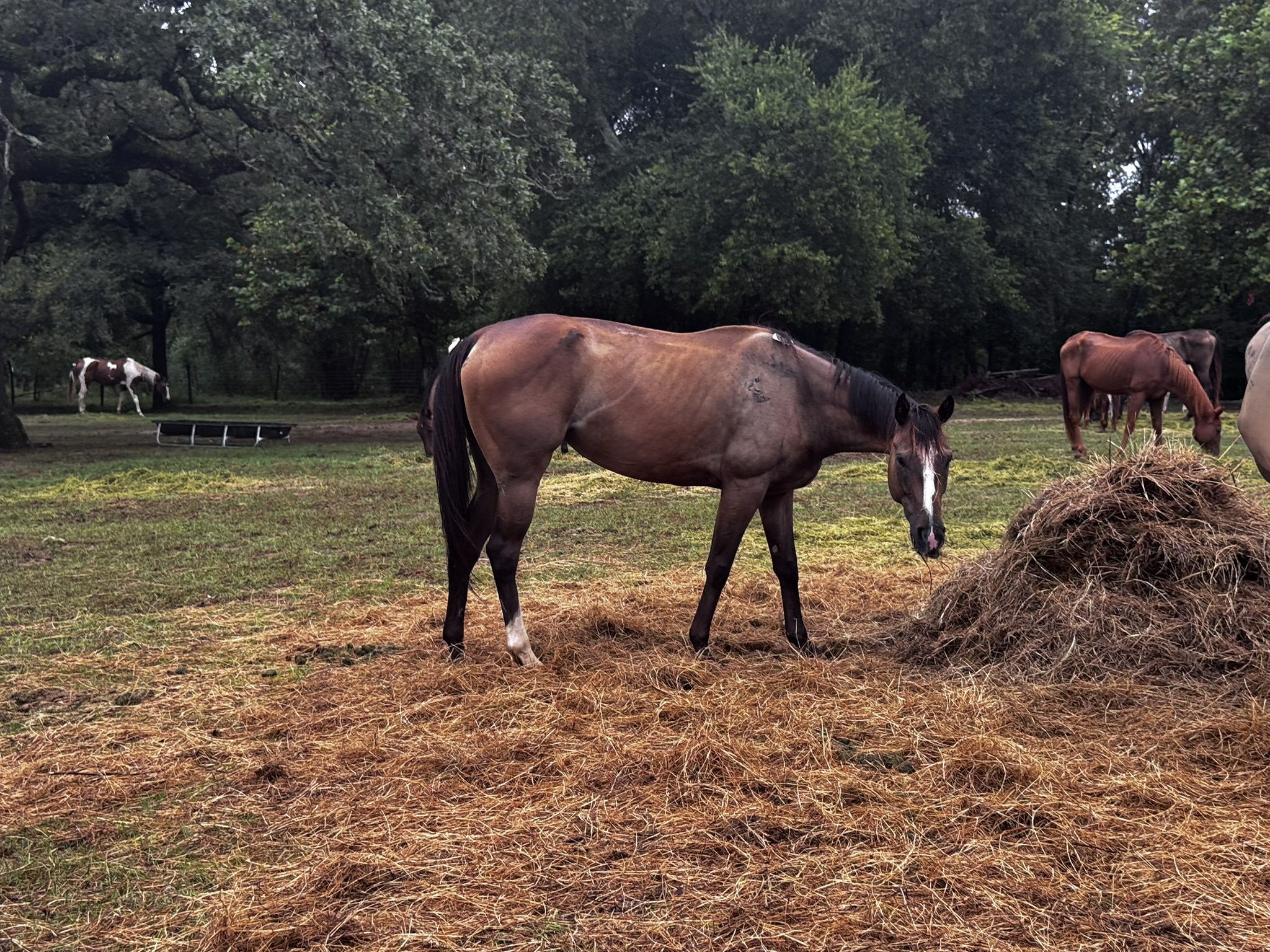 clyde (copy) clyde (copy)