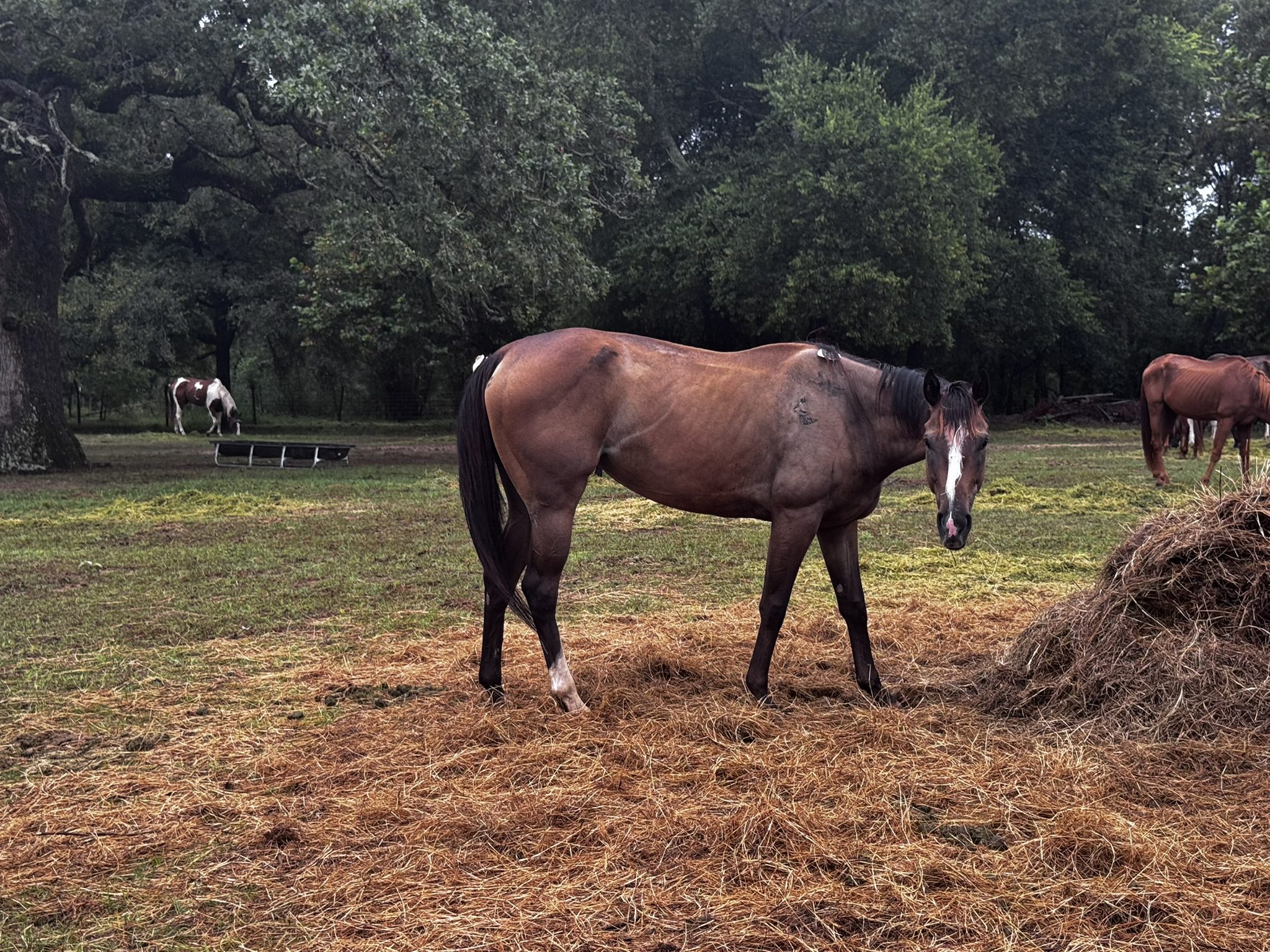 clyde (copy) clyde (copy)