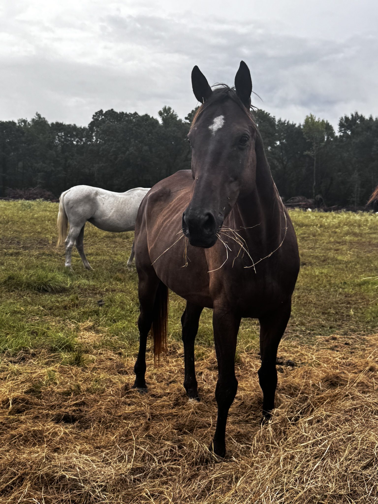 midnight (copy) midnight (copy)