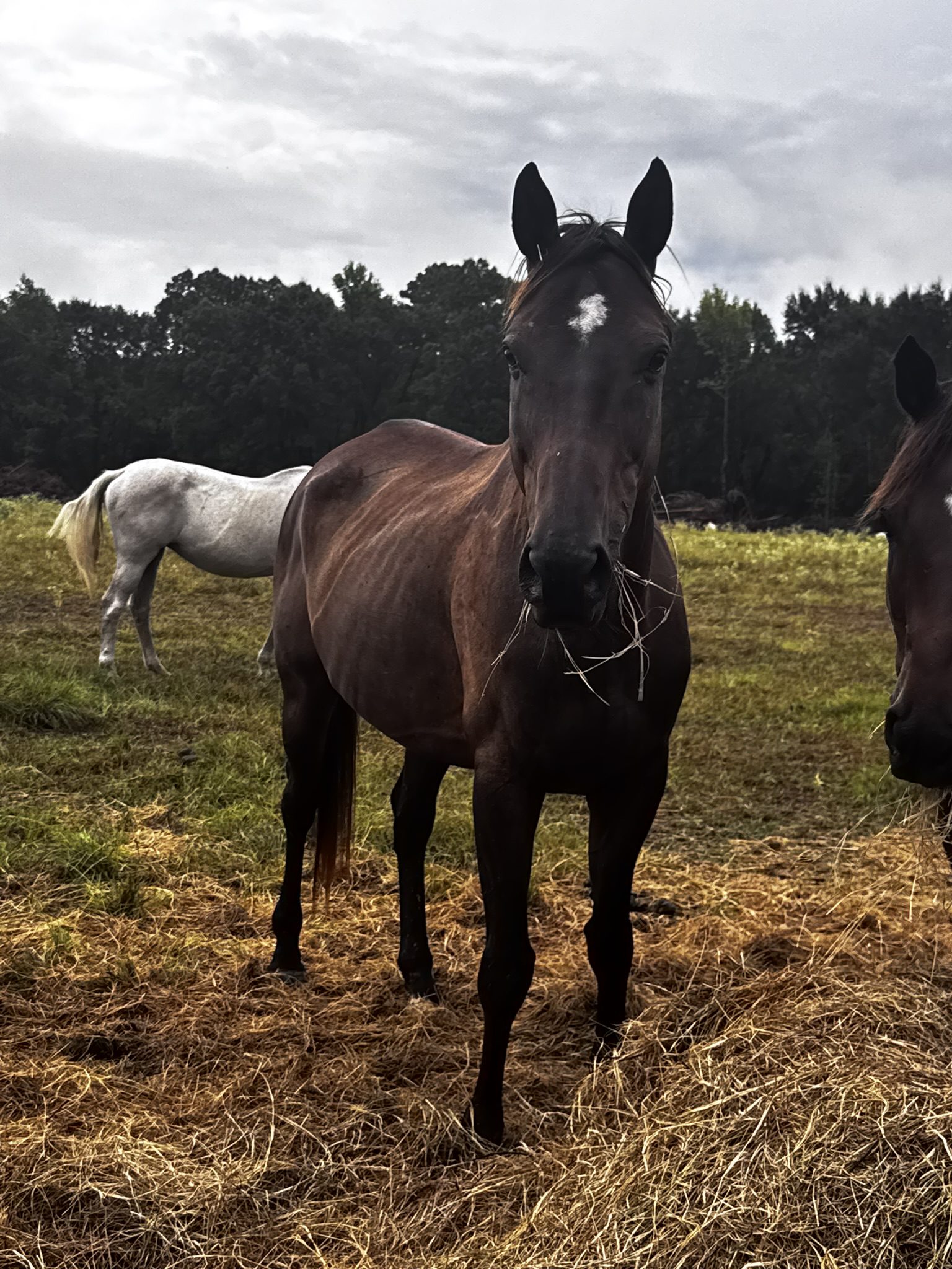 midnight (copy) midnight (copy)