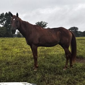 prince (copy) (copy)