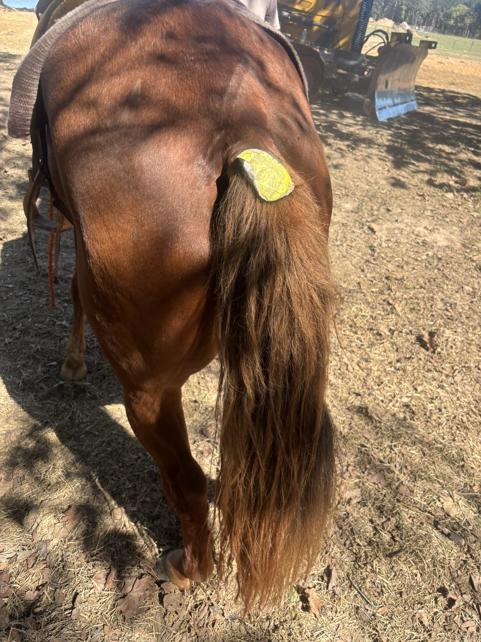 buster (copy) buster (copy)